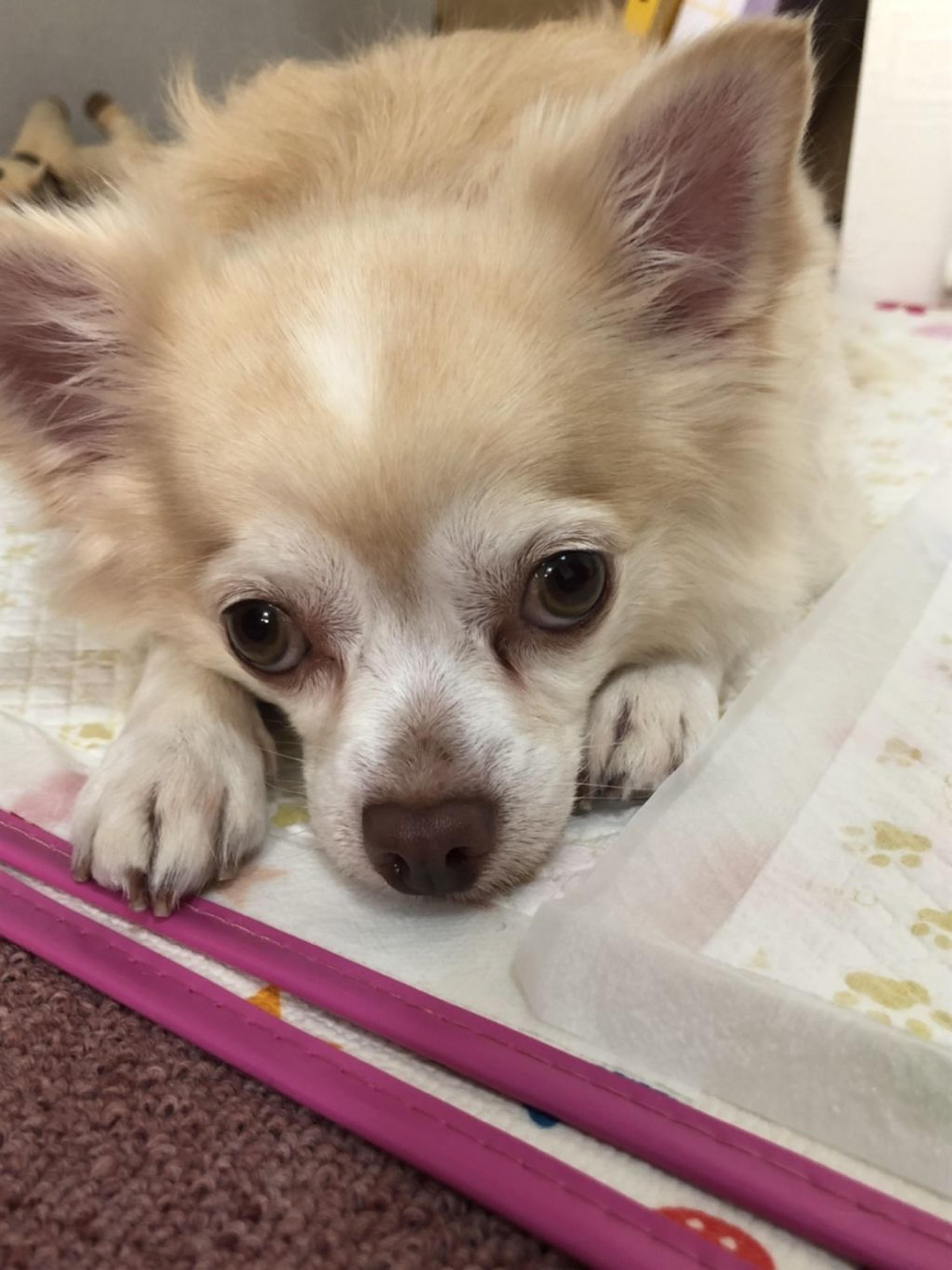 pet-image-5