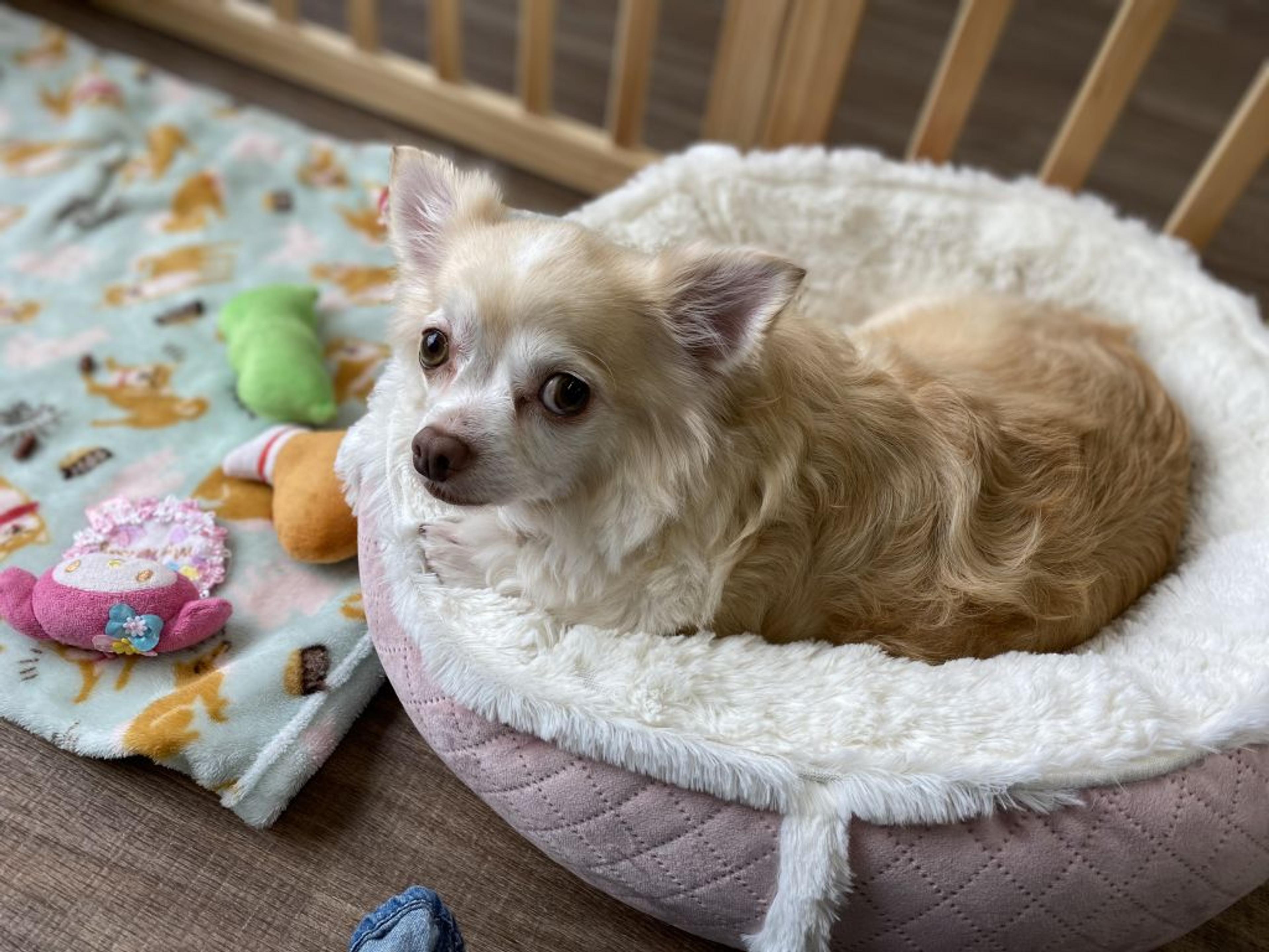 pet-image-7