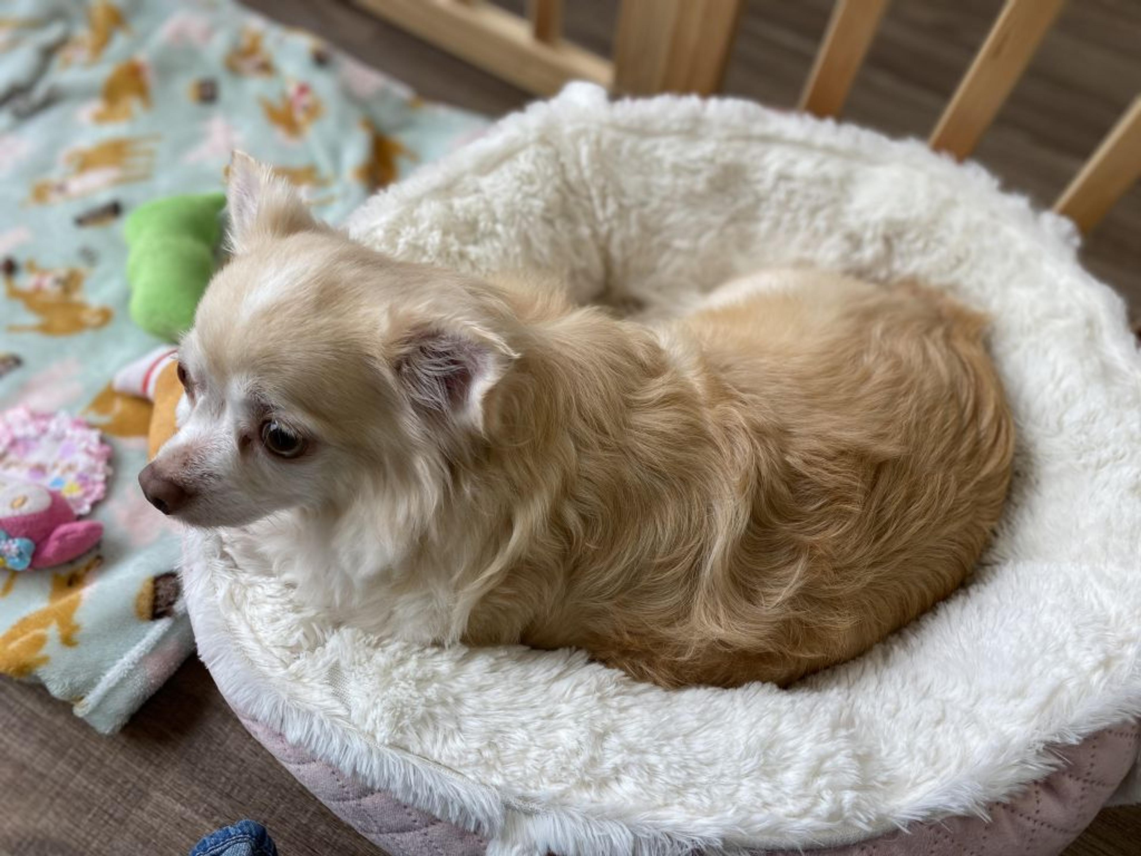 pet-image-8