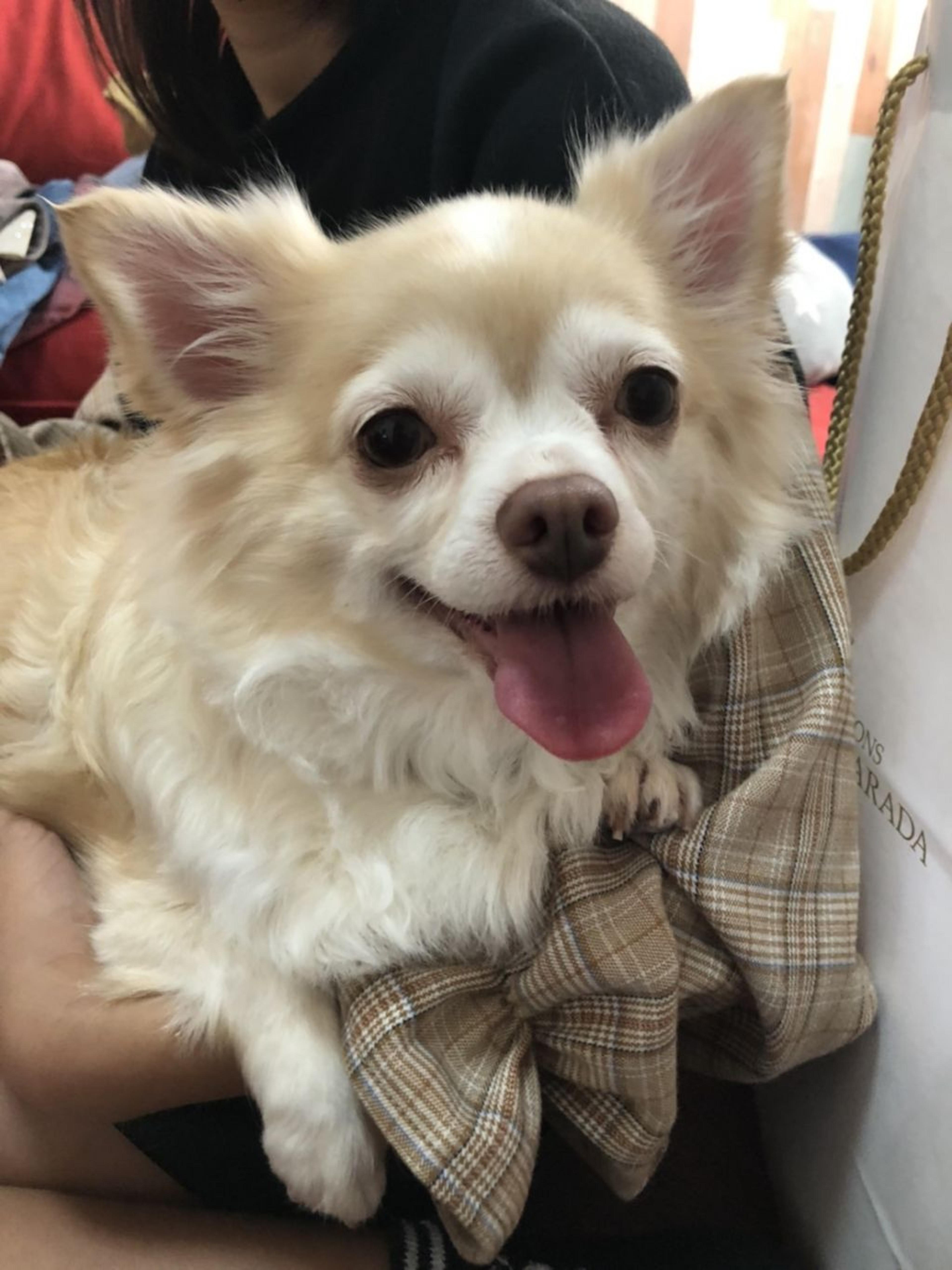 pet-image-9