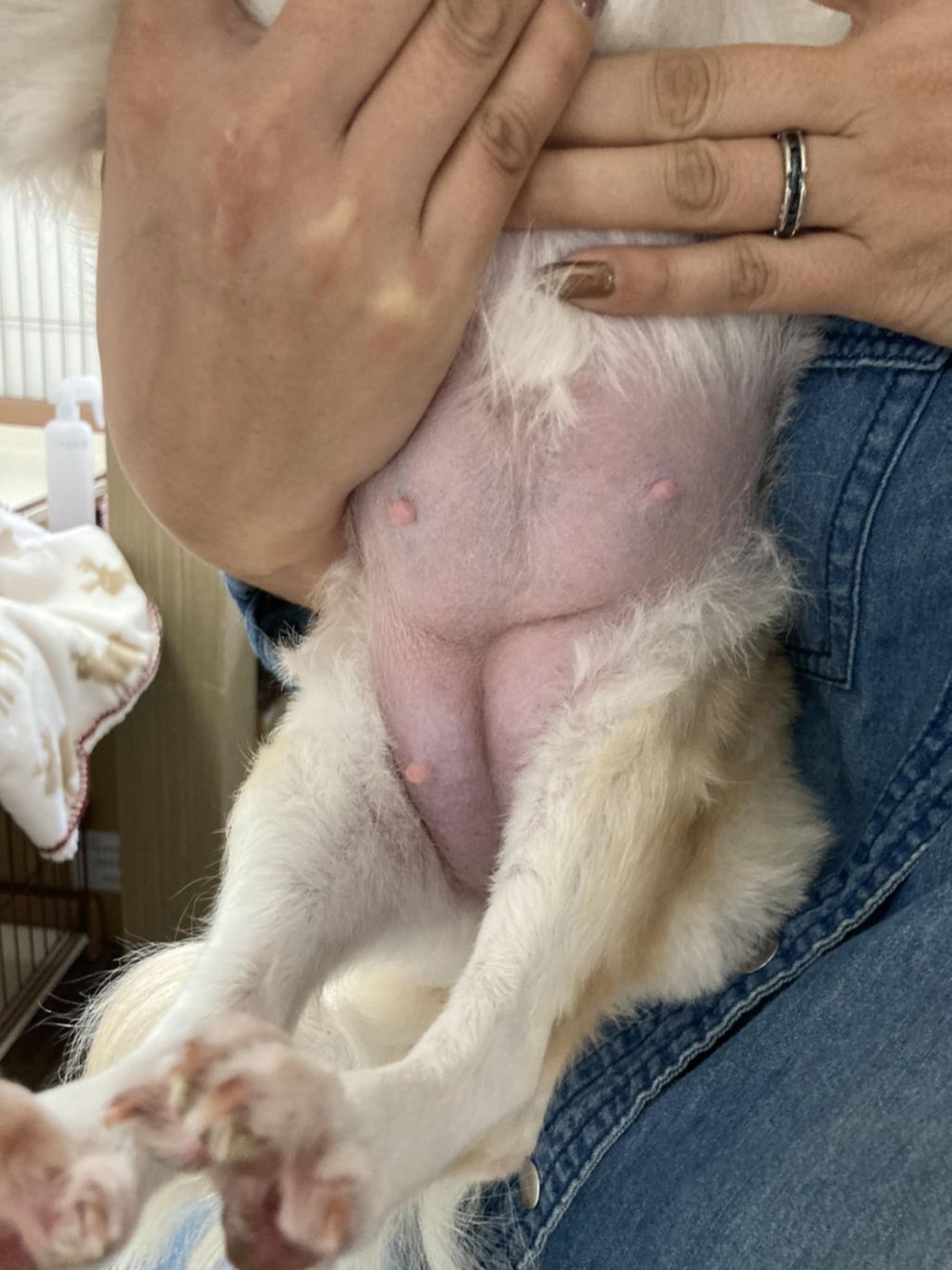 pet-image-10