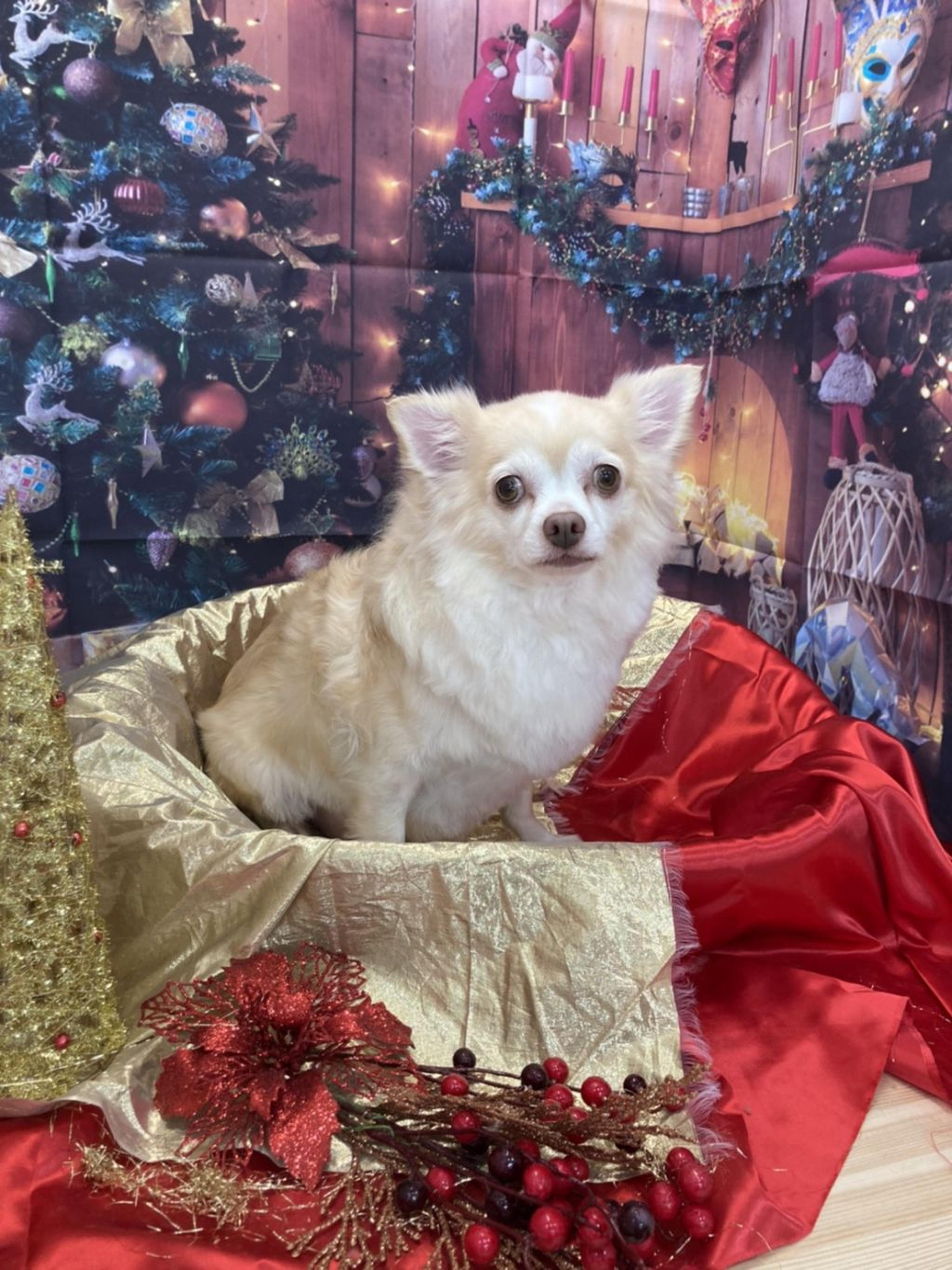 pet-image-2