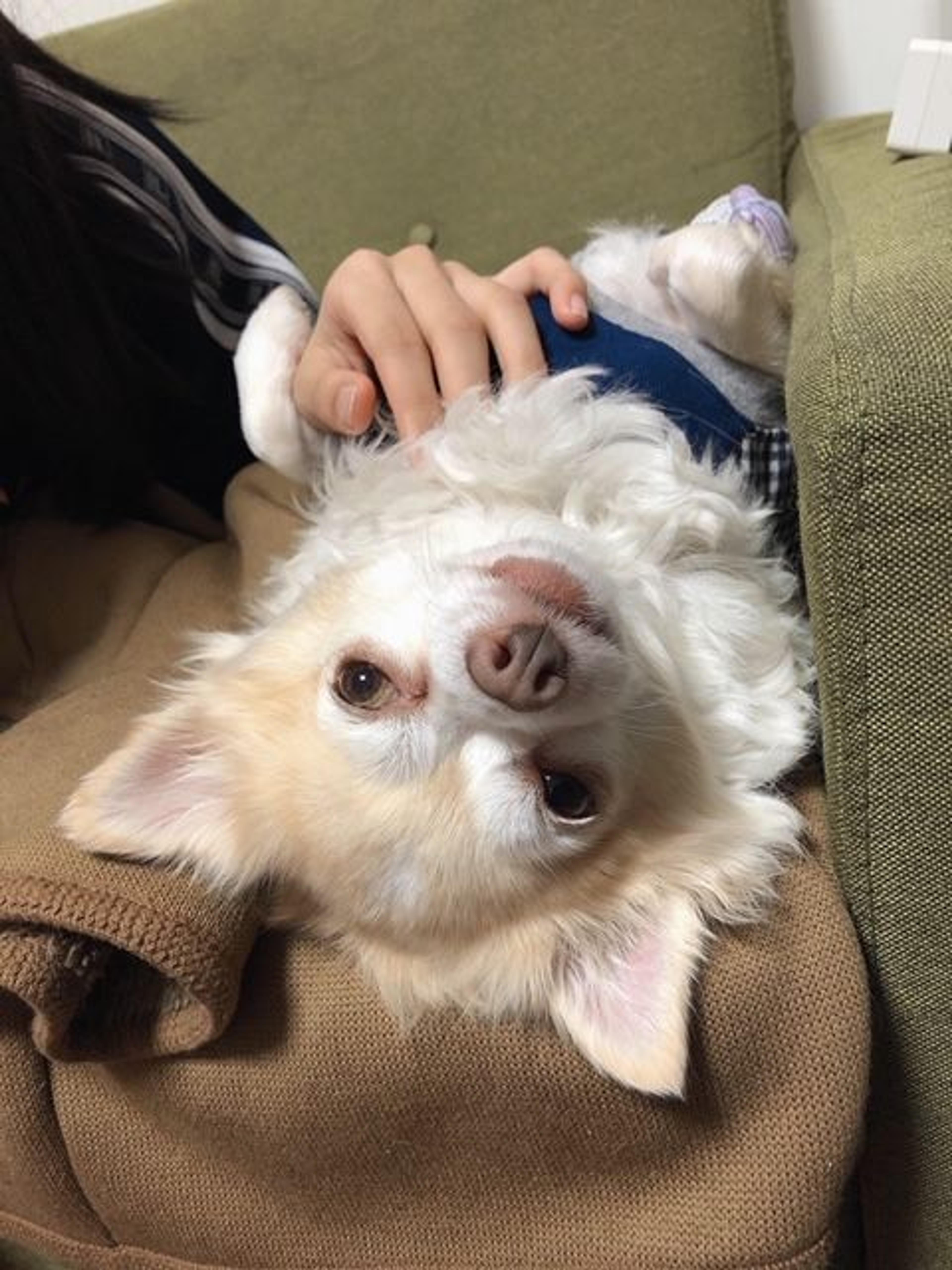pet-image-4