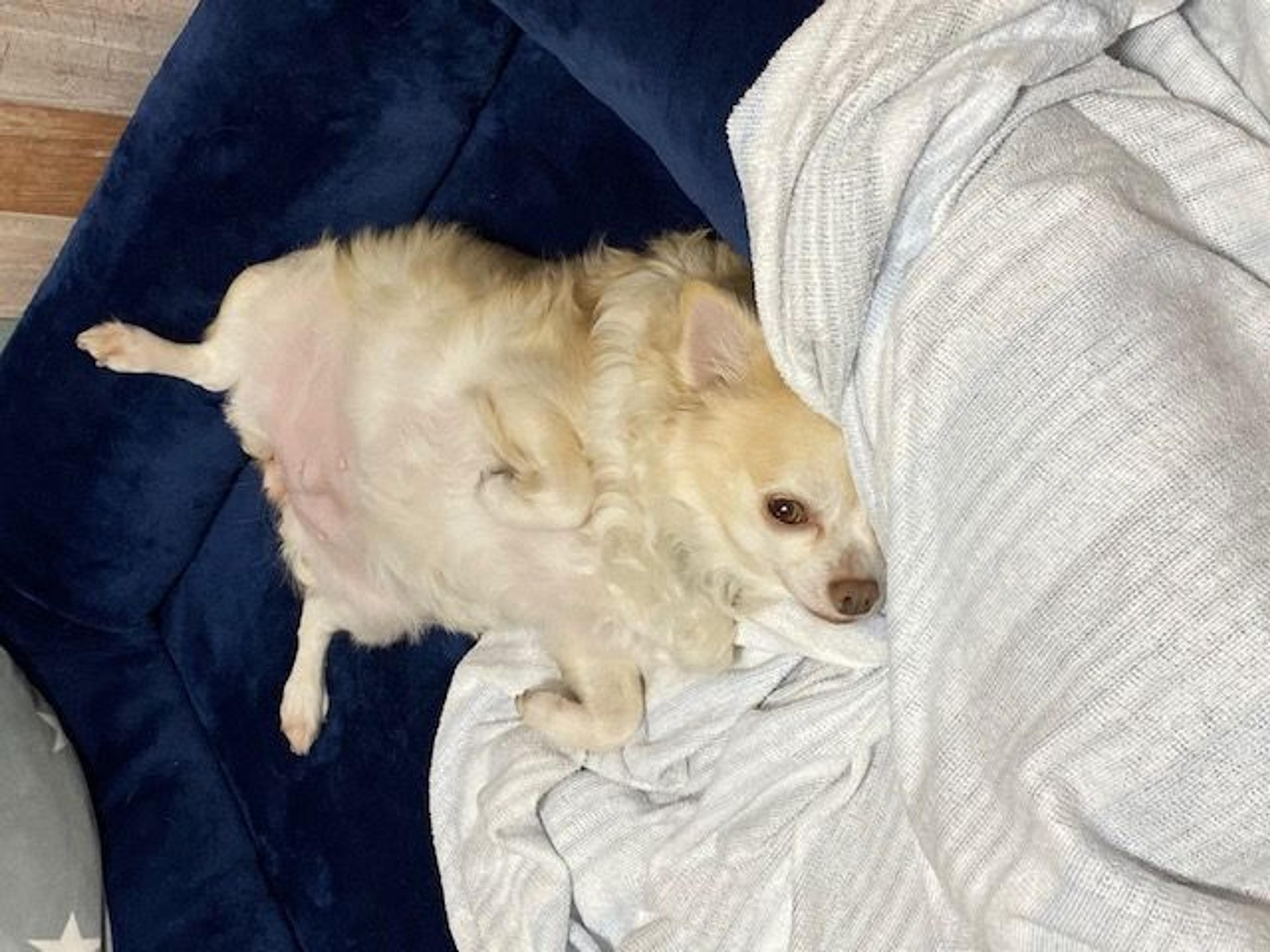pet-image-6