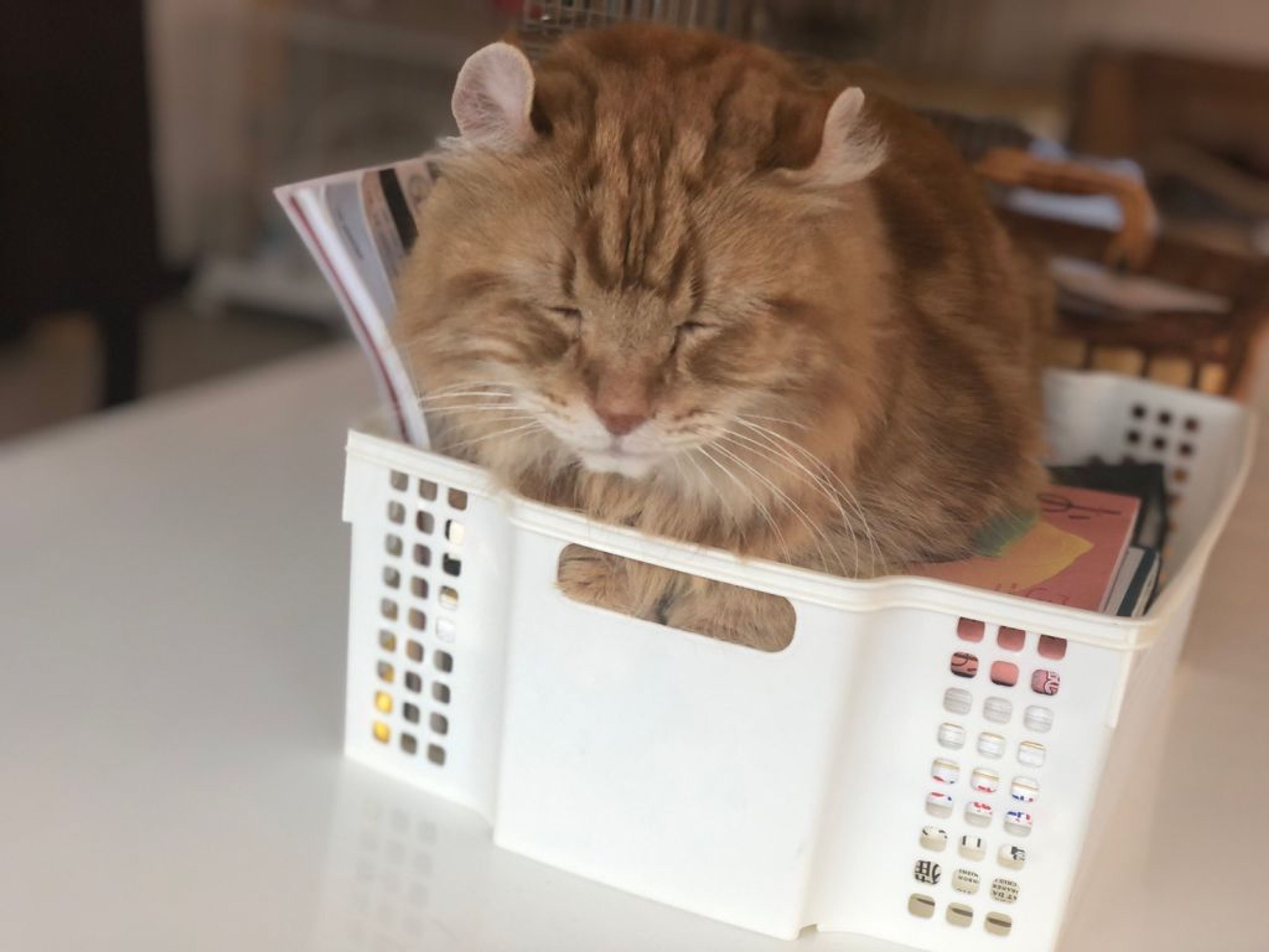 pet-image-2