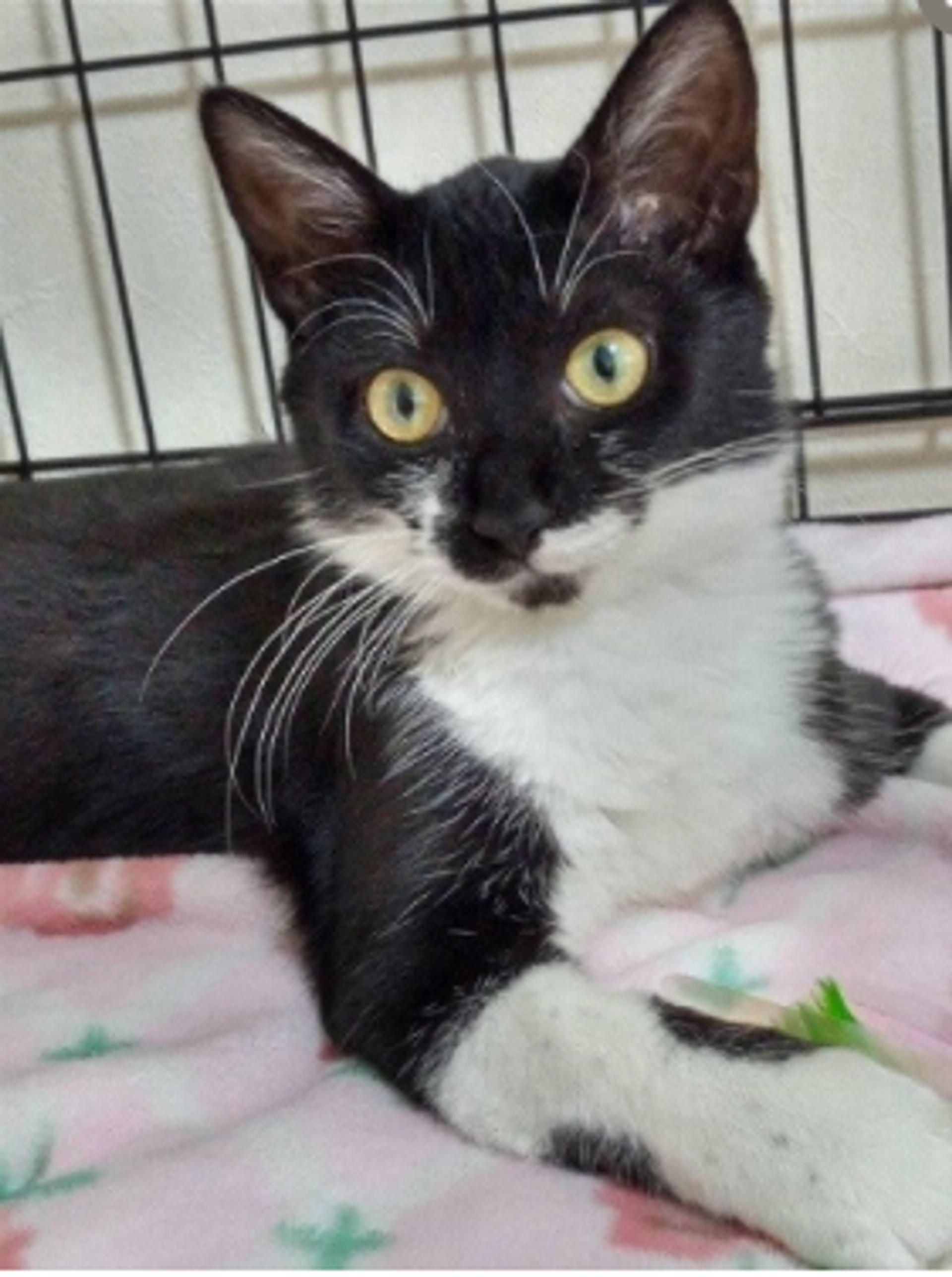 pet-image-7