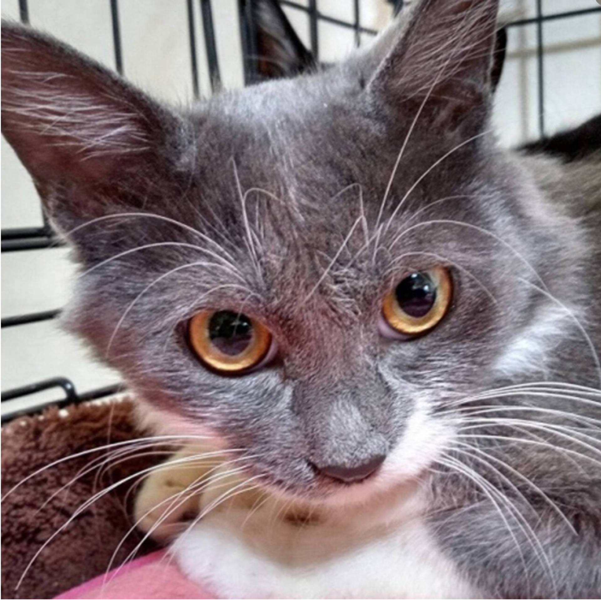 雑種（ミックス猫）・メスの里親募集の写真