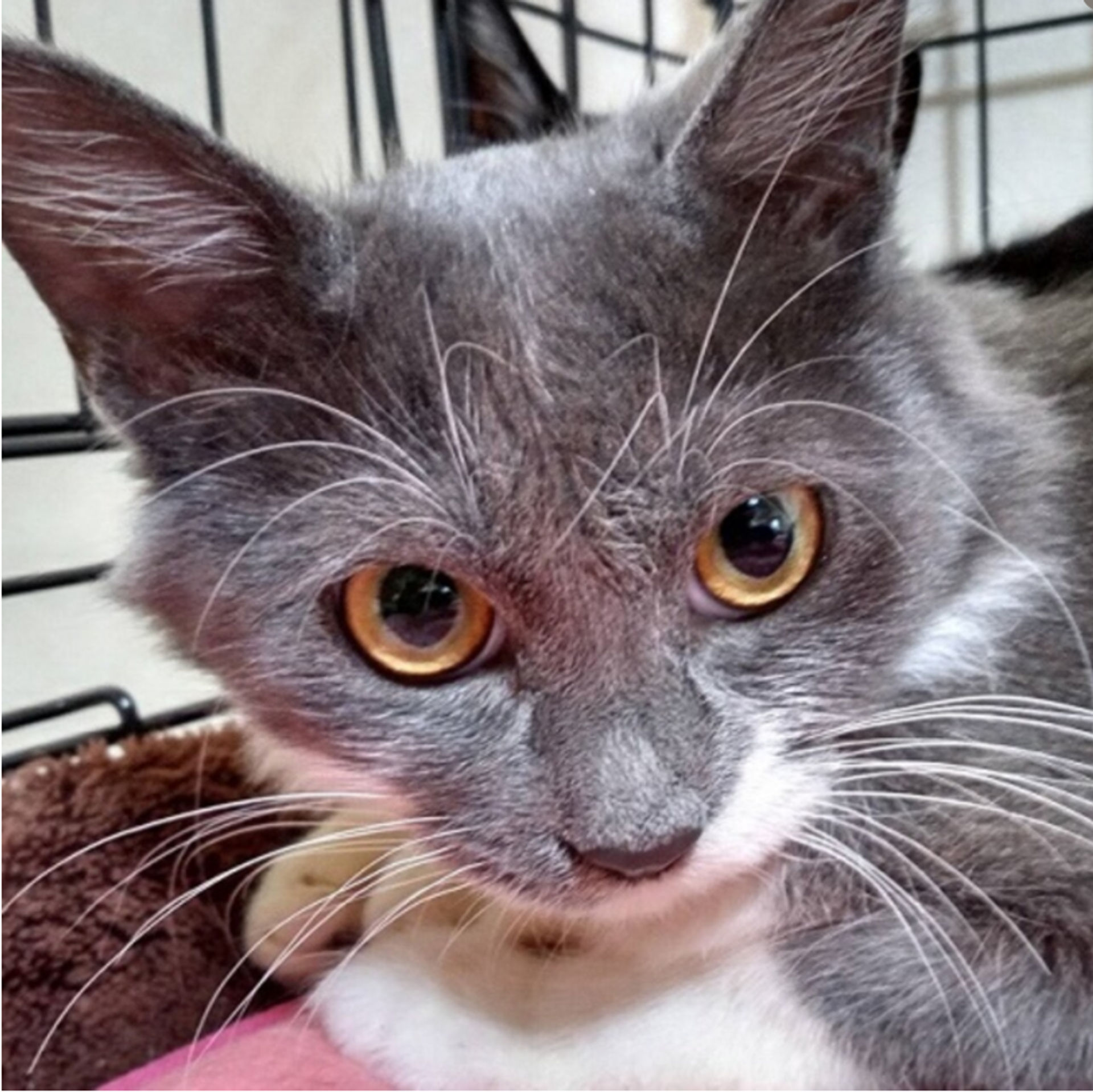 雑種（ミックス猫）・メスの里親募集の写真