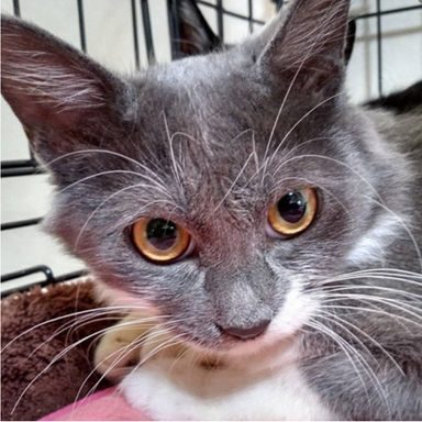 マシュマロちゃんの写真