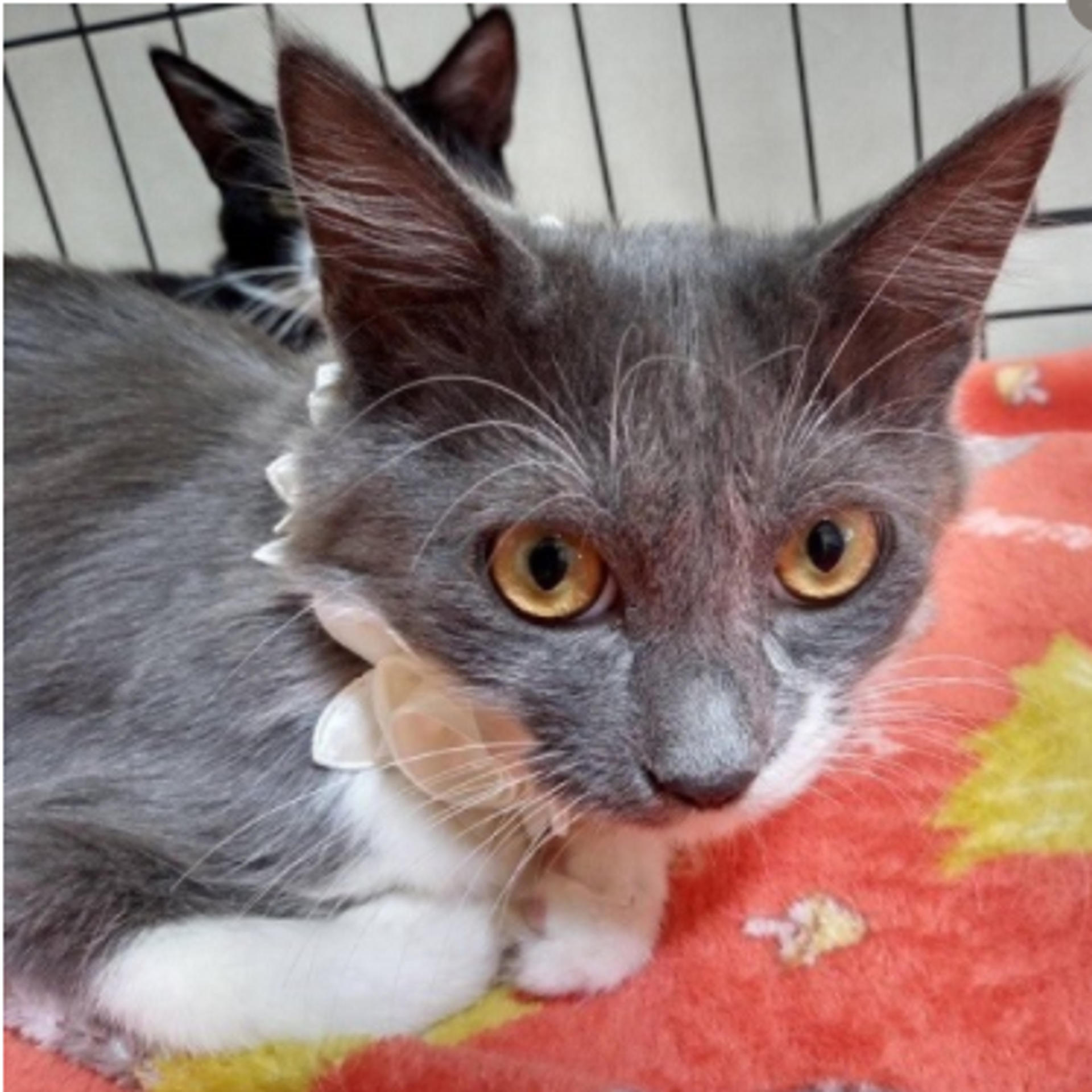 pet-image-7