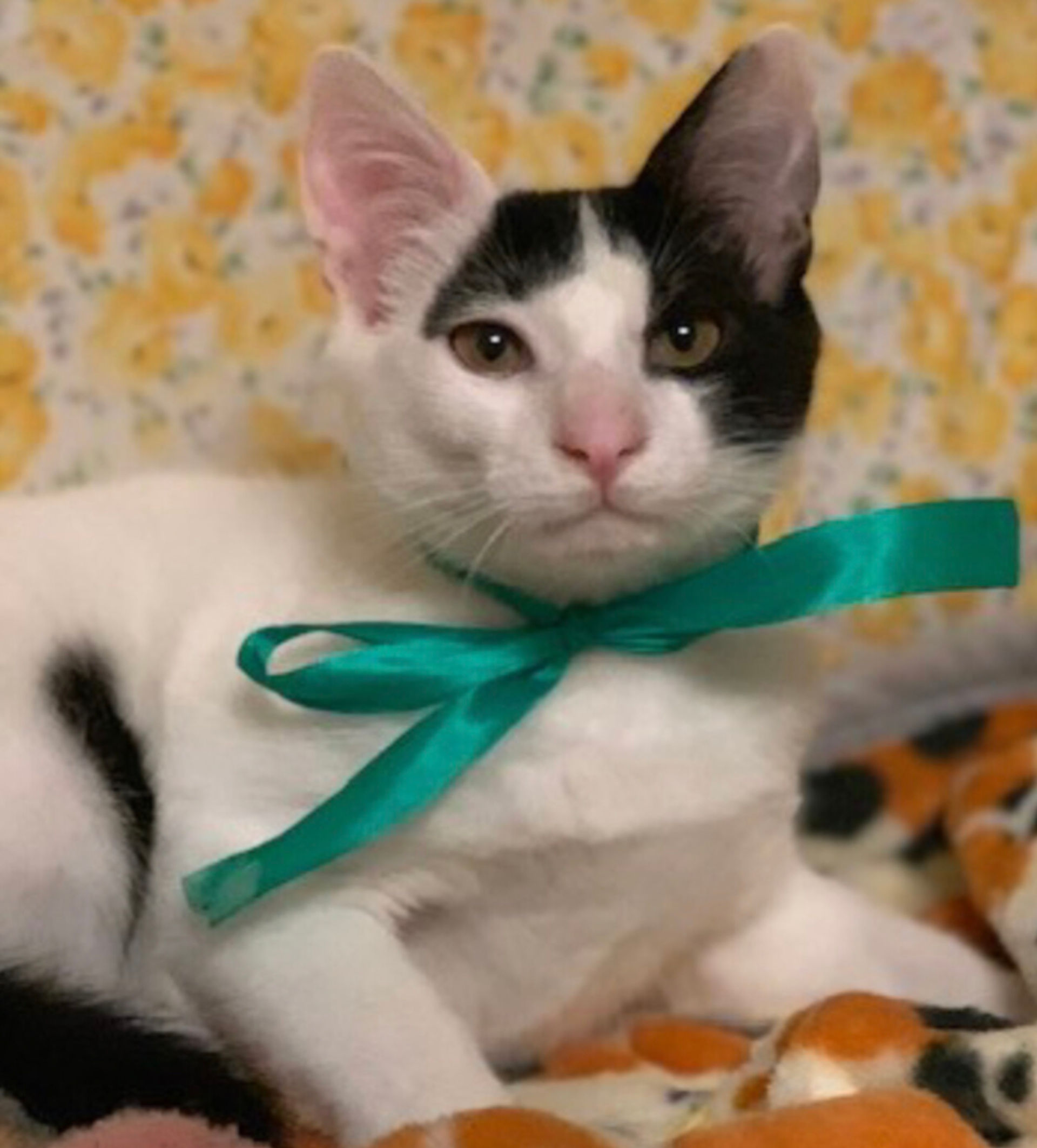 雑種（ミックス猫）・オスの里親募集の写真