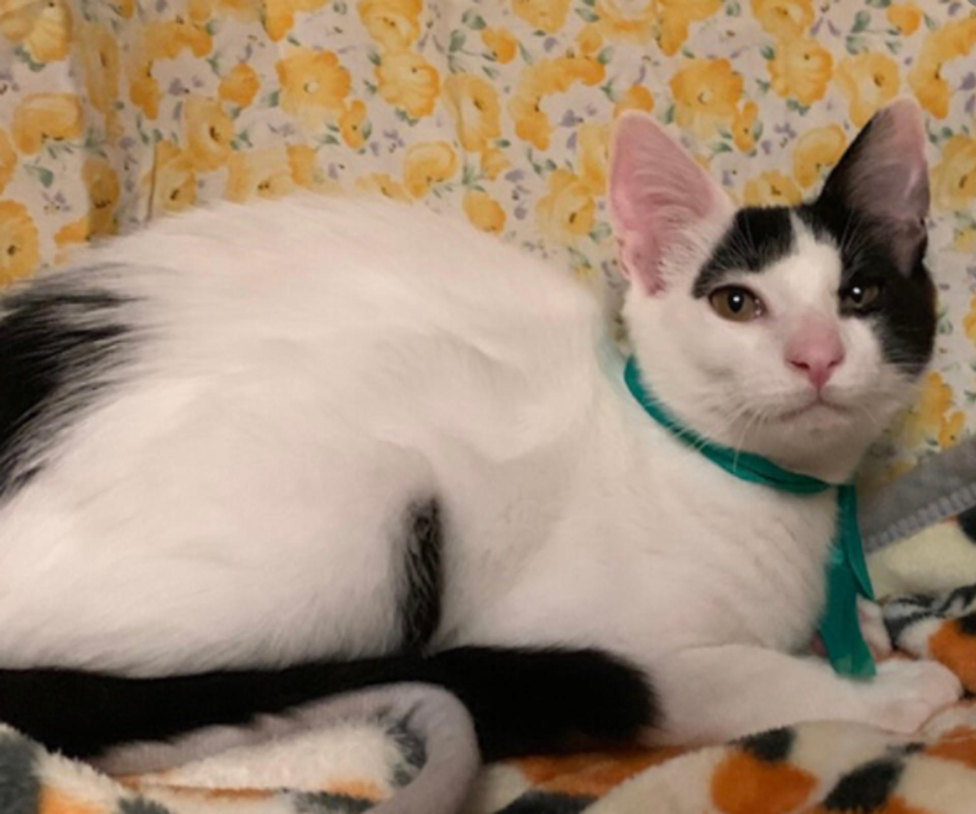 pet-image-2