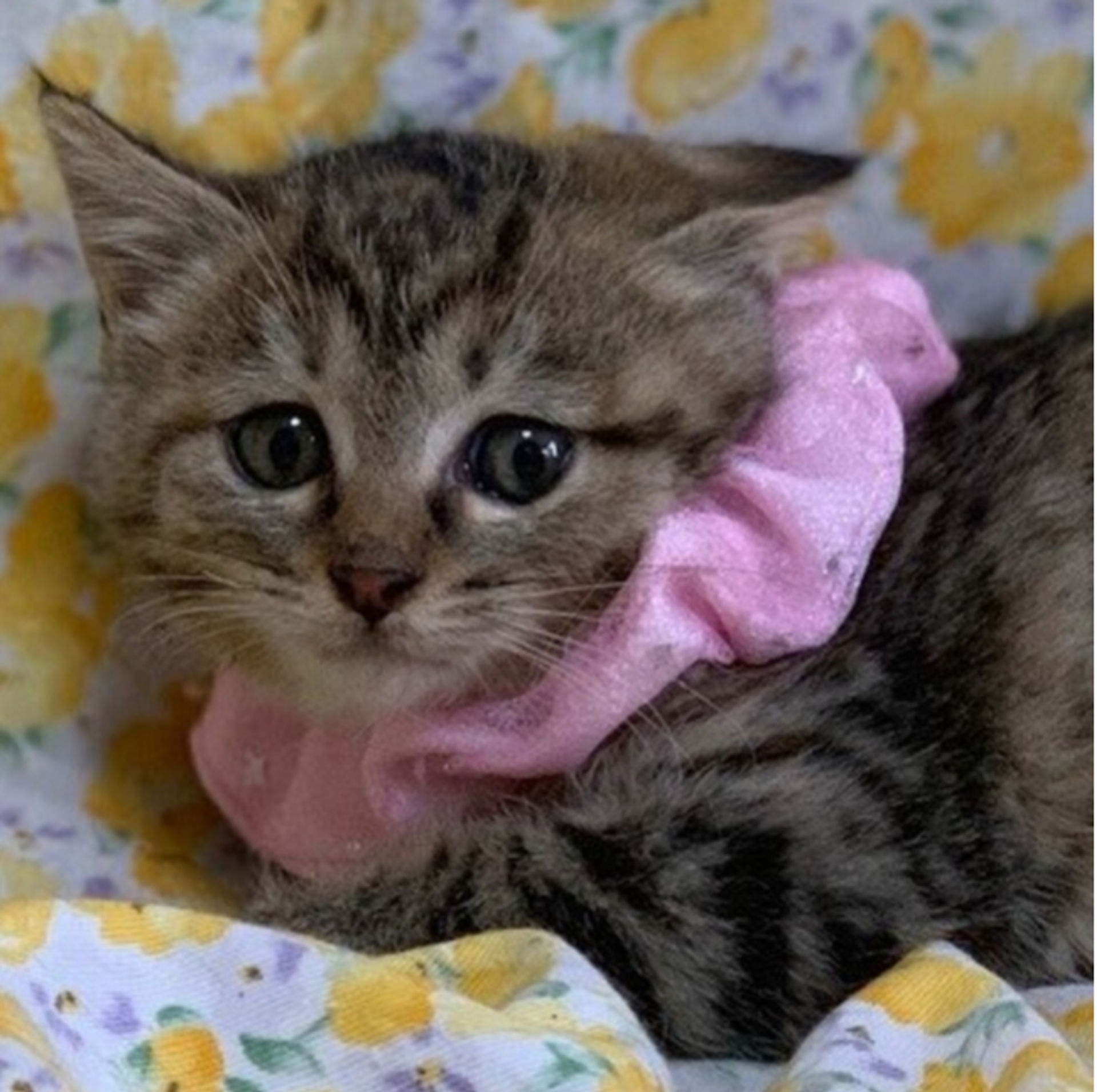 雑種（ミックス猫）・メスの里親募集の写真