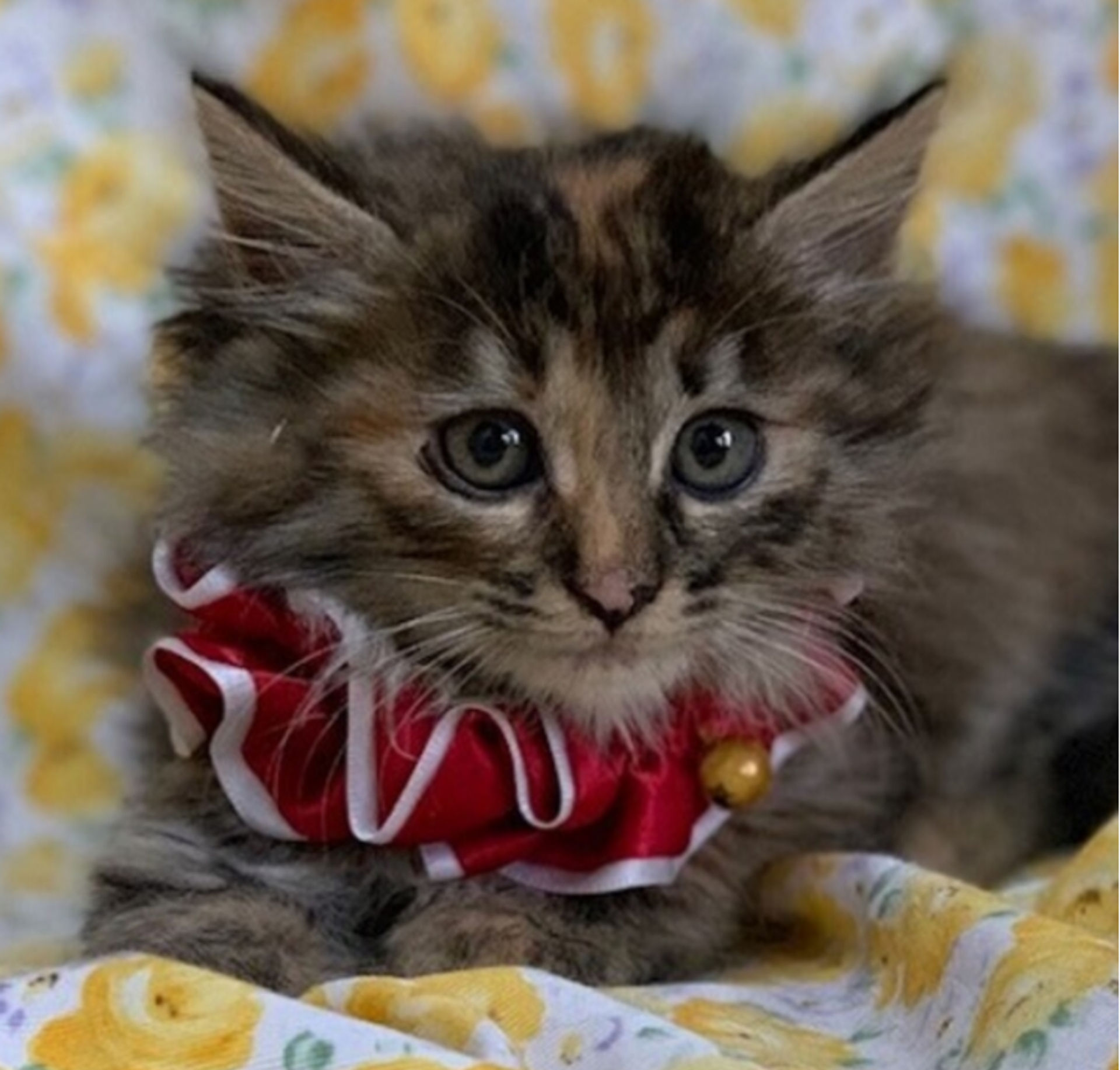 雑種（ミックス猫）・メスの里親募集の写真