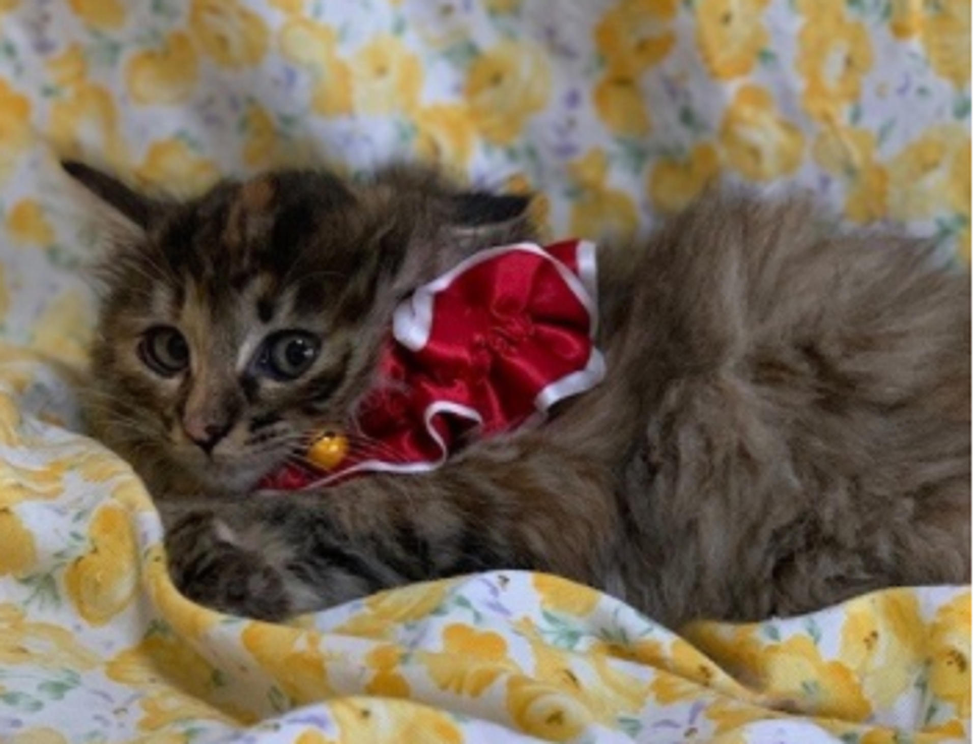 pet-image-4