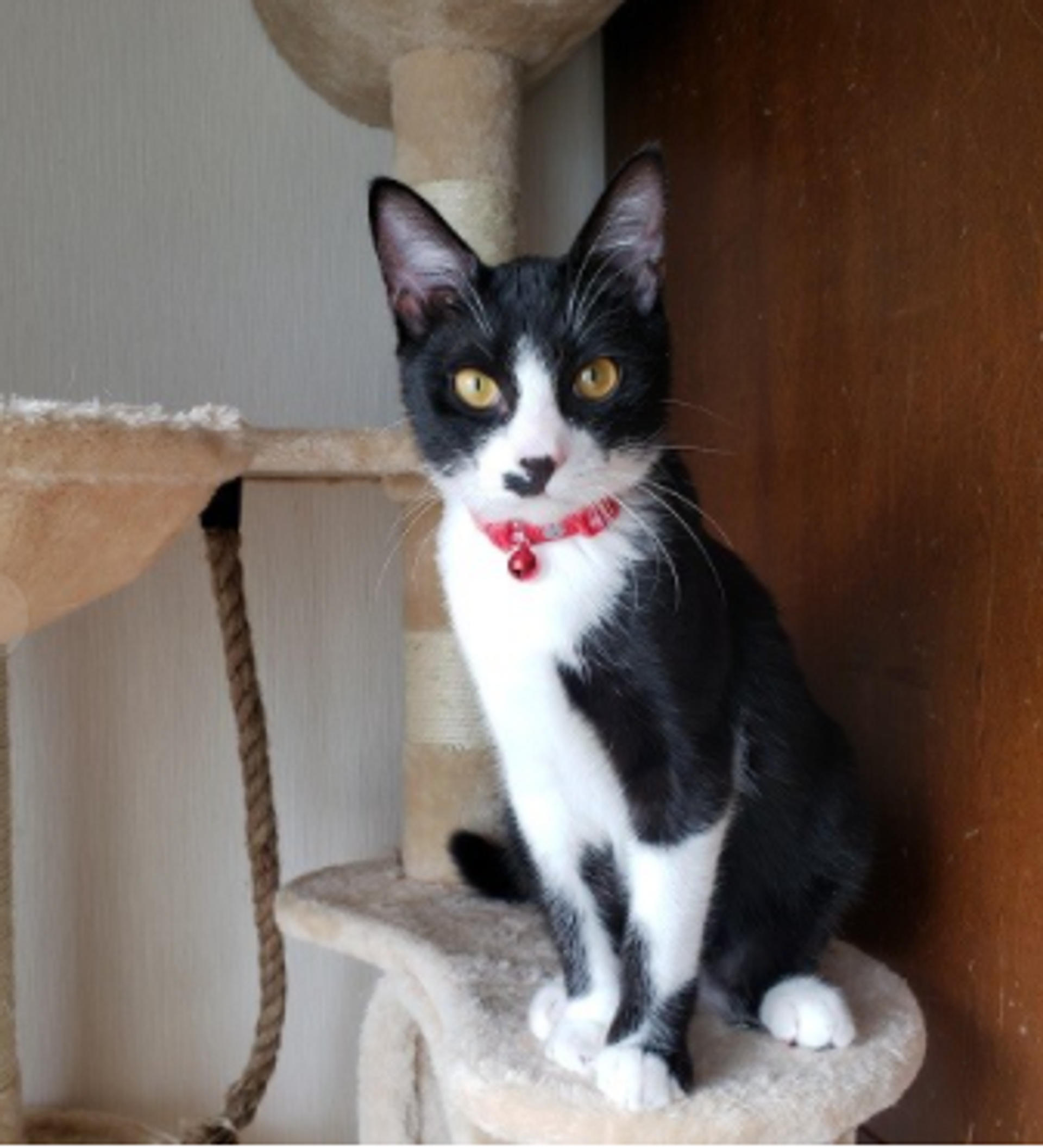 pet-image-2