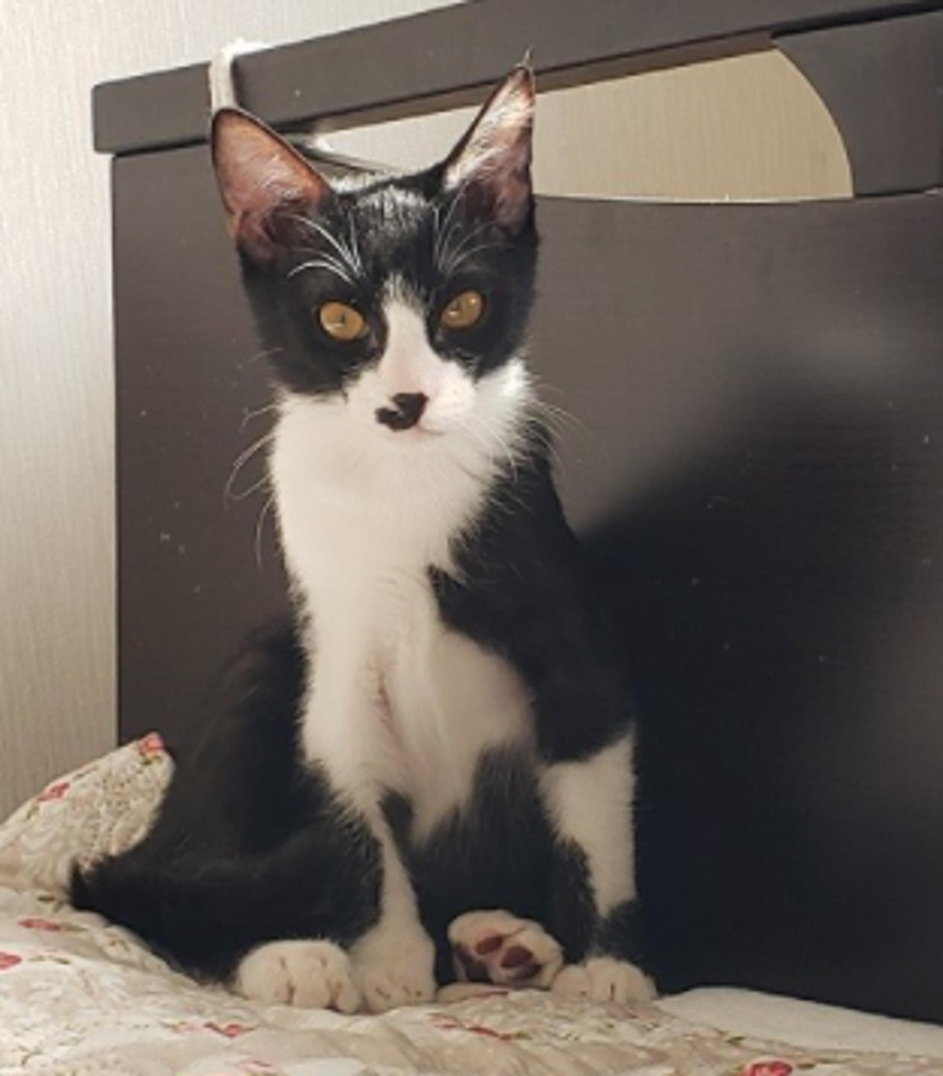 pet-image-4