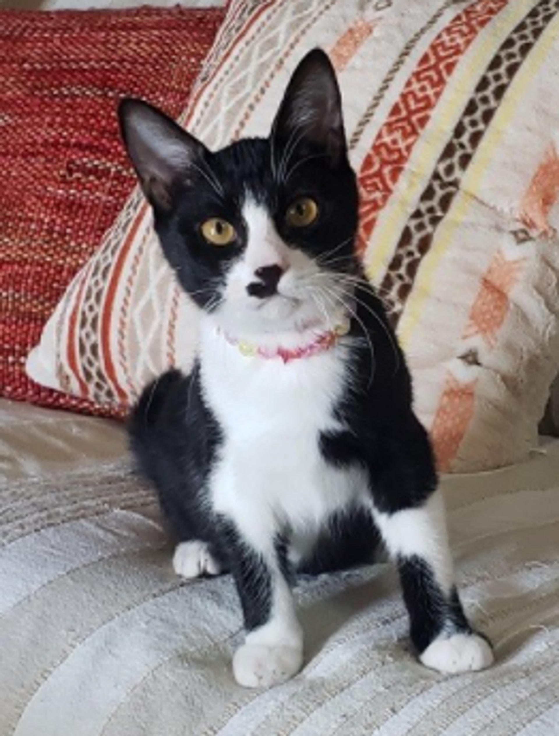 pet-image-5