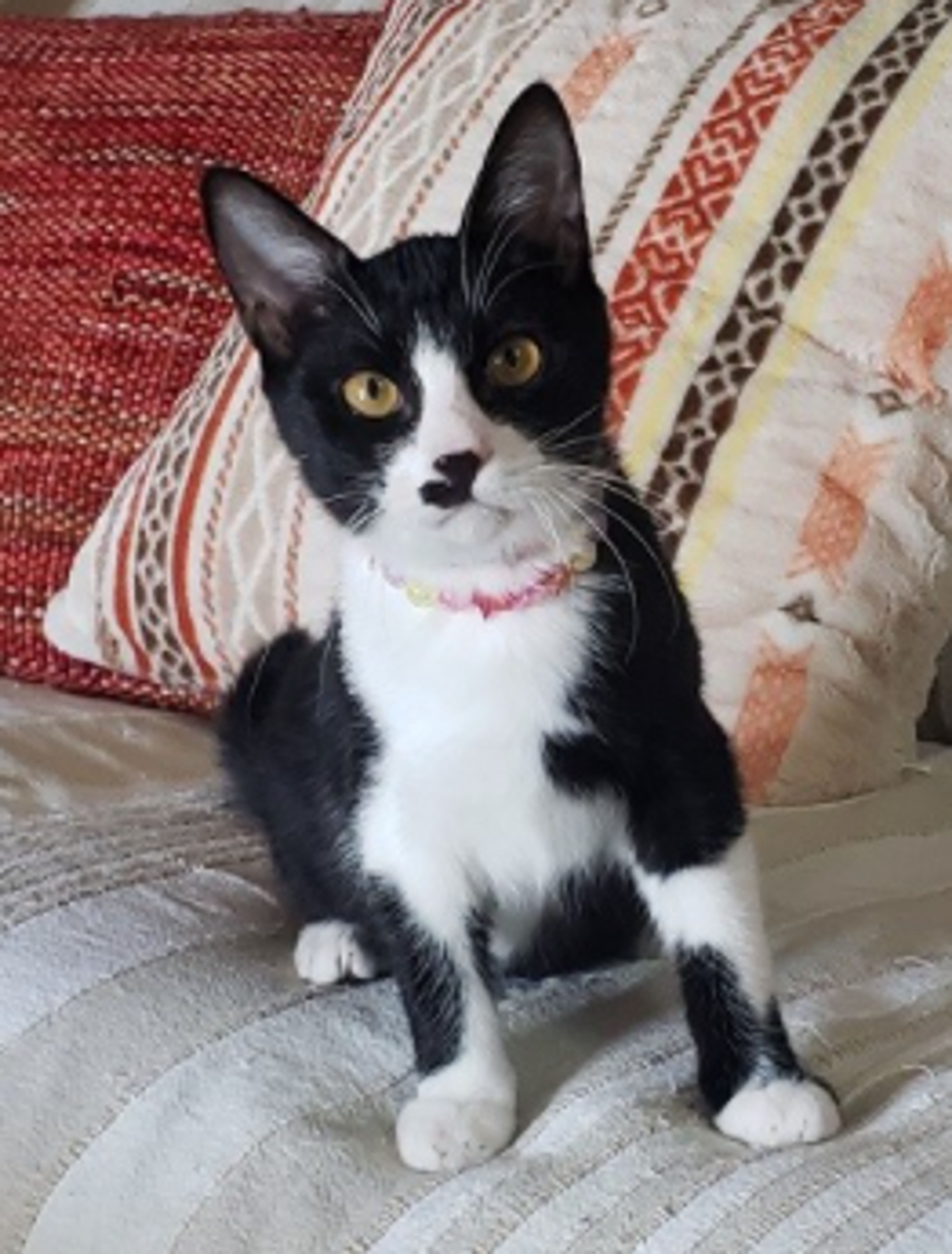 pet-image-5
