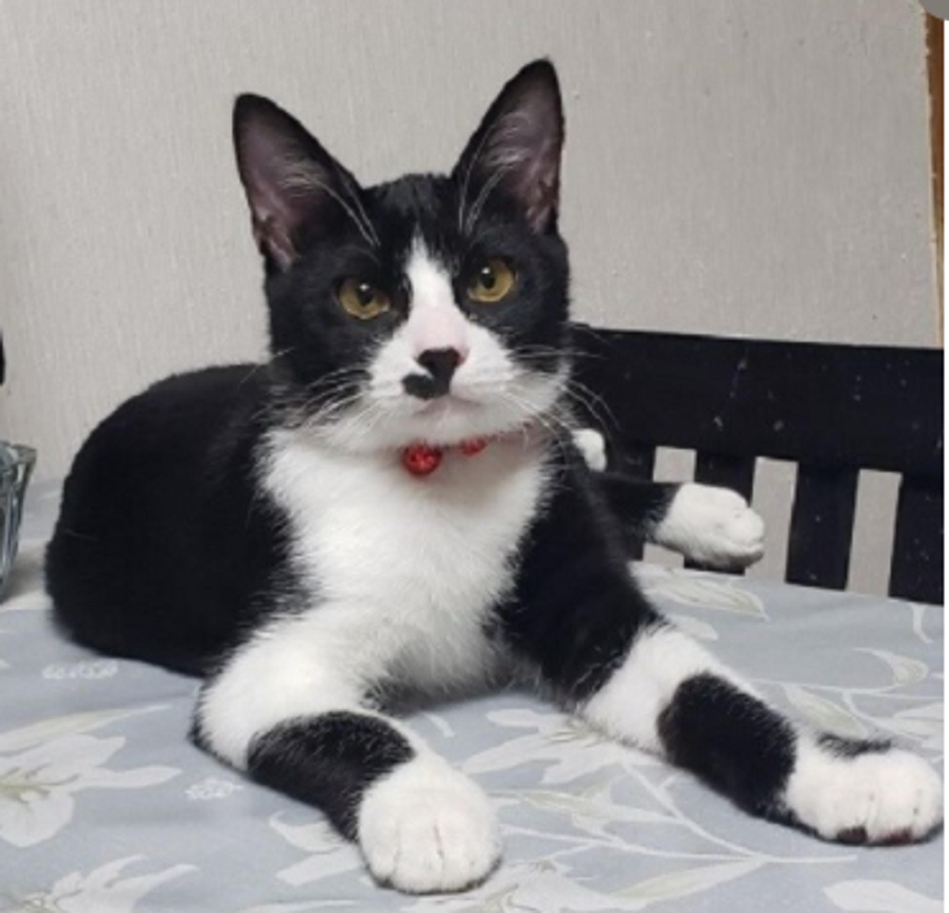 pet-image-6