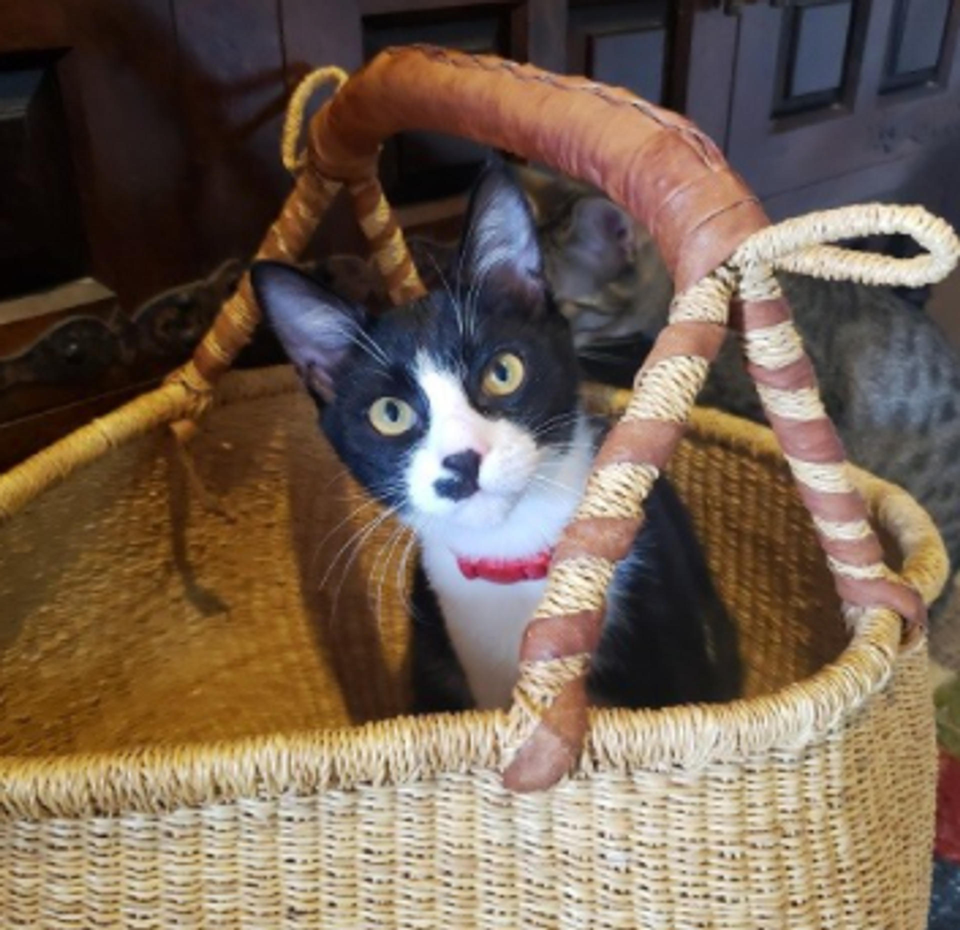 pet-image-7