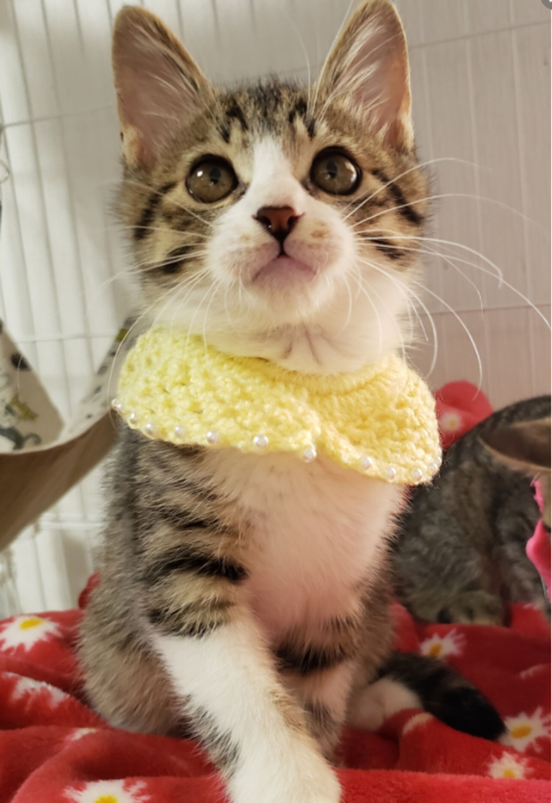雑種（ミックス猫）・オスの里親募集の写真
