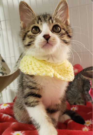 とちくんの写真
