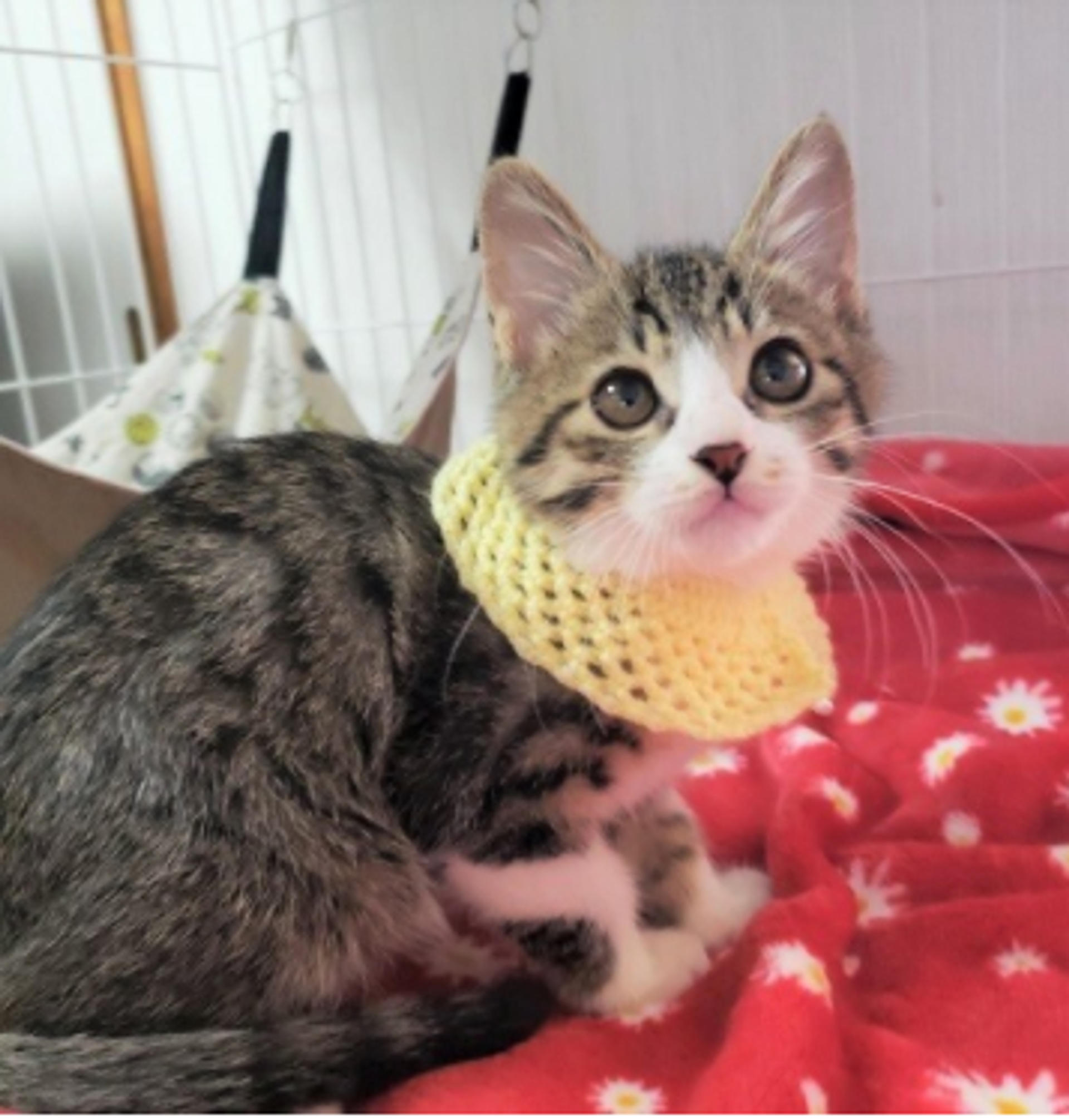 pet-image-2