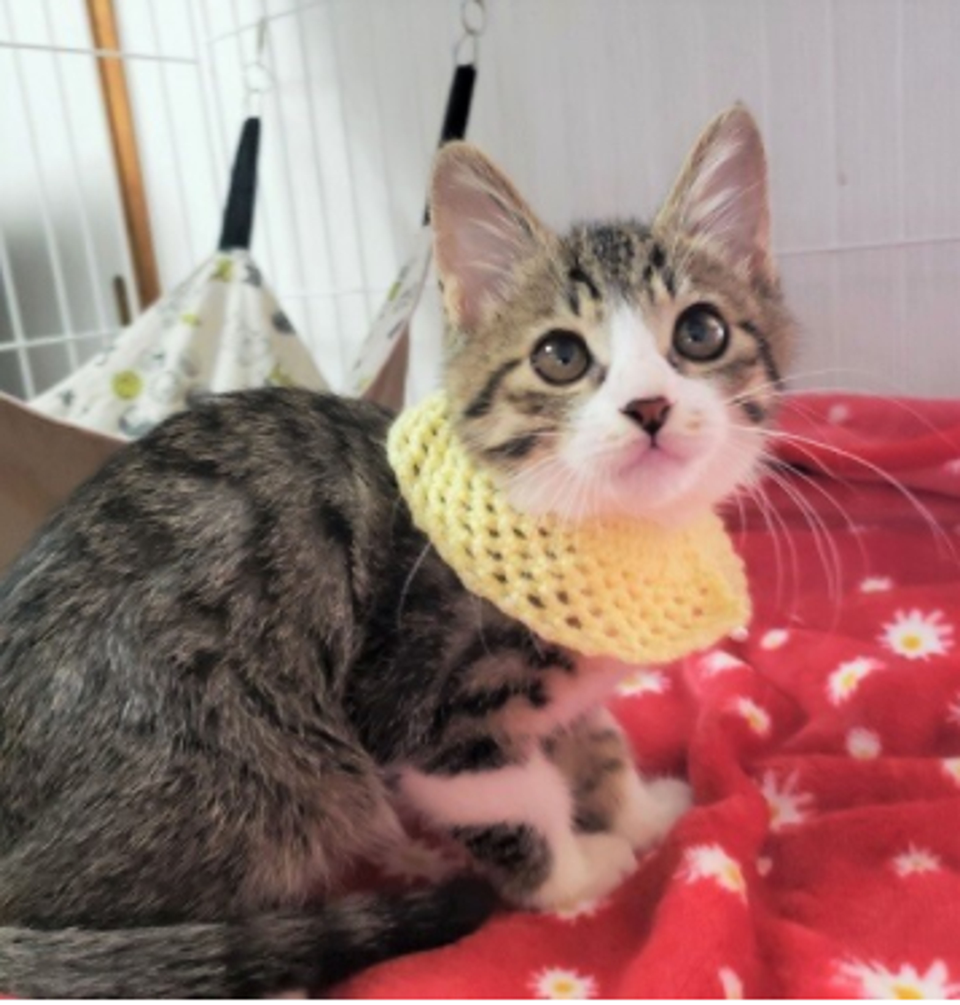 pet-image-2