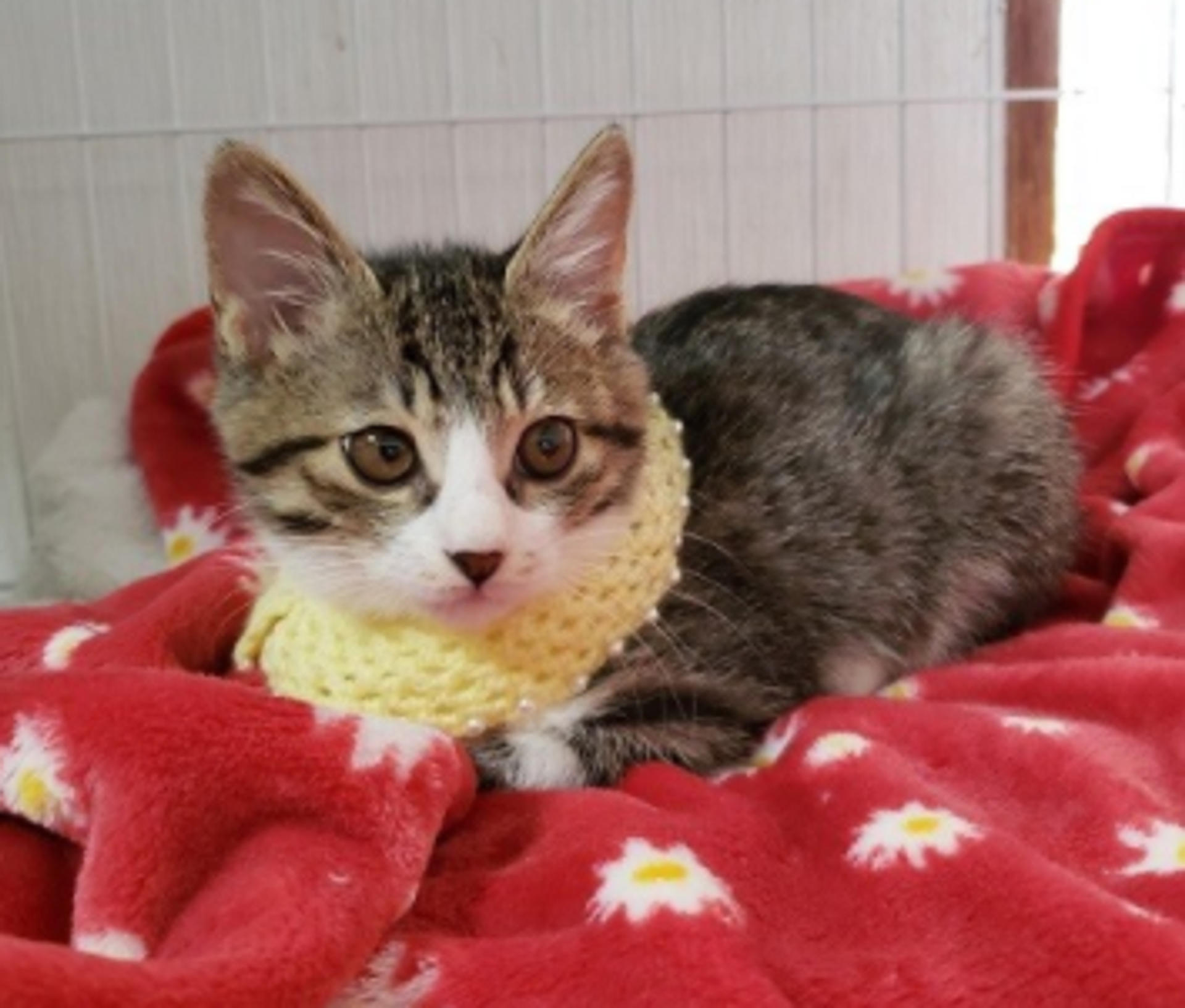 pet-image-4