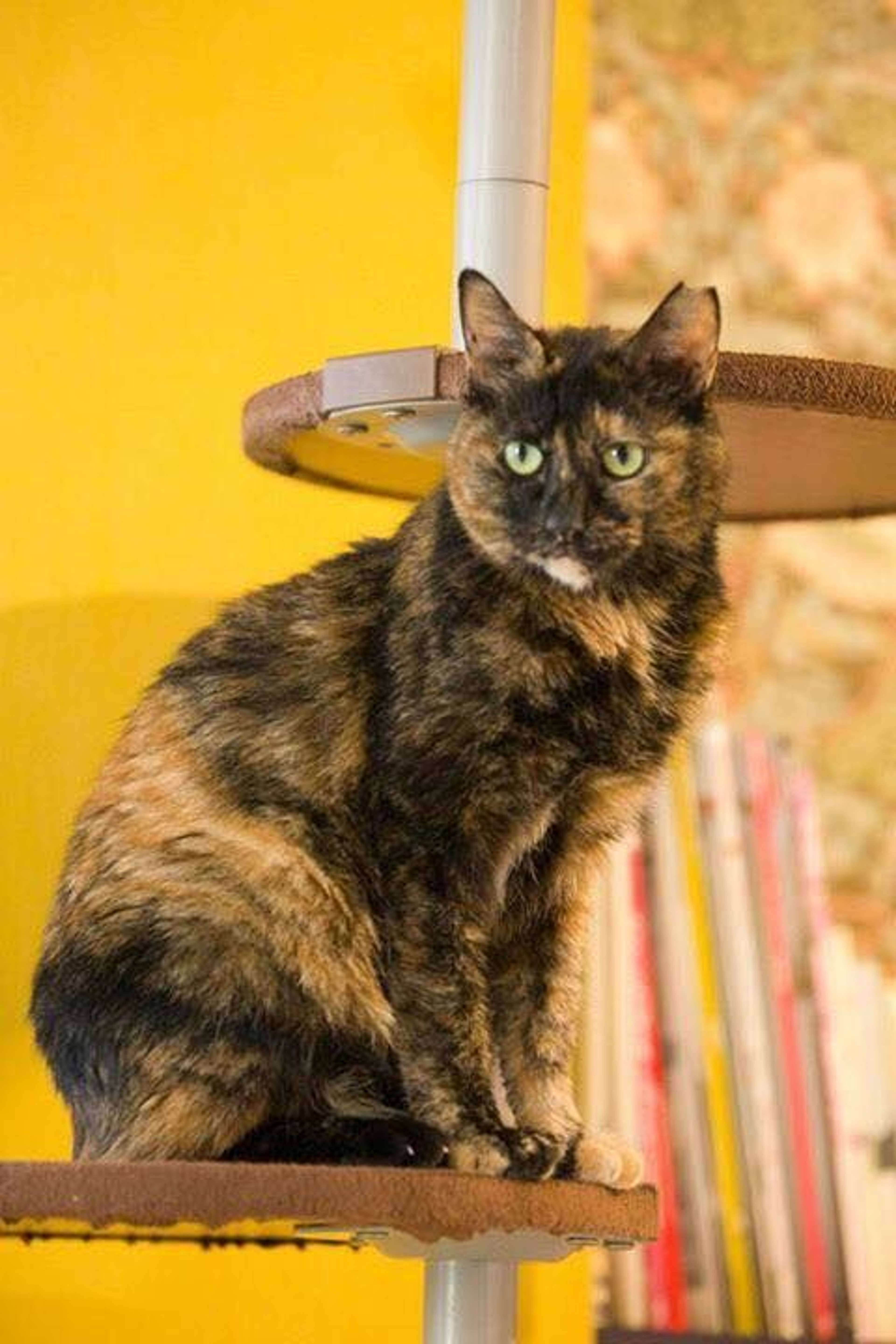 雑種（ミックス猫）・メスの里親募集の写真