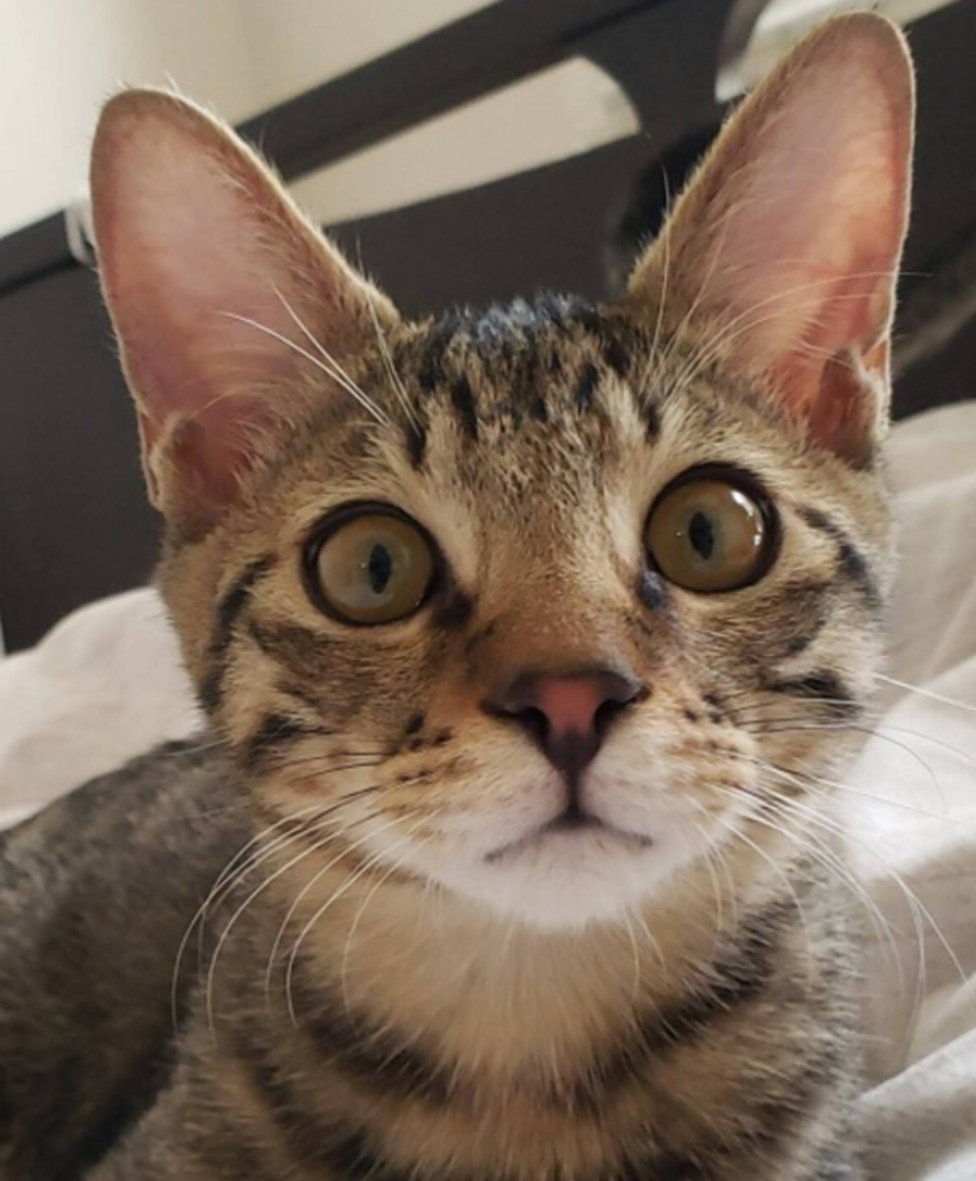 雑種（ミックス猫）・オスの里親募集の写真