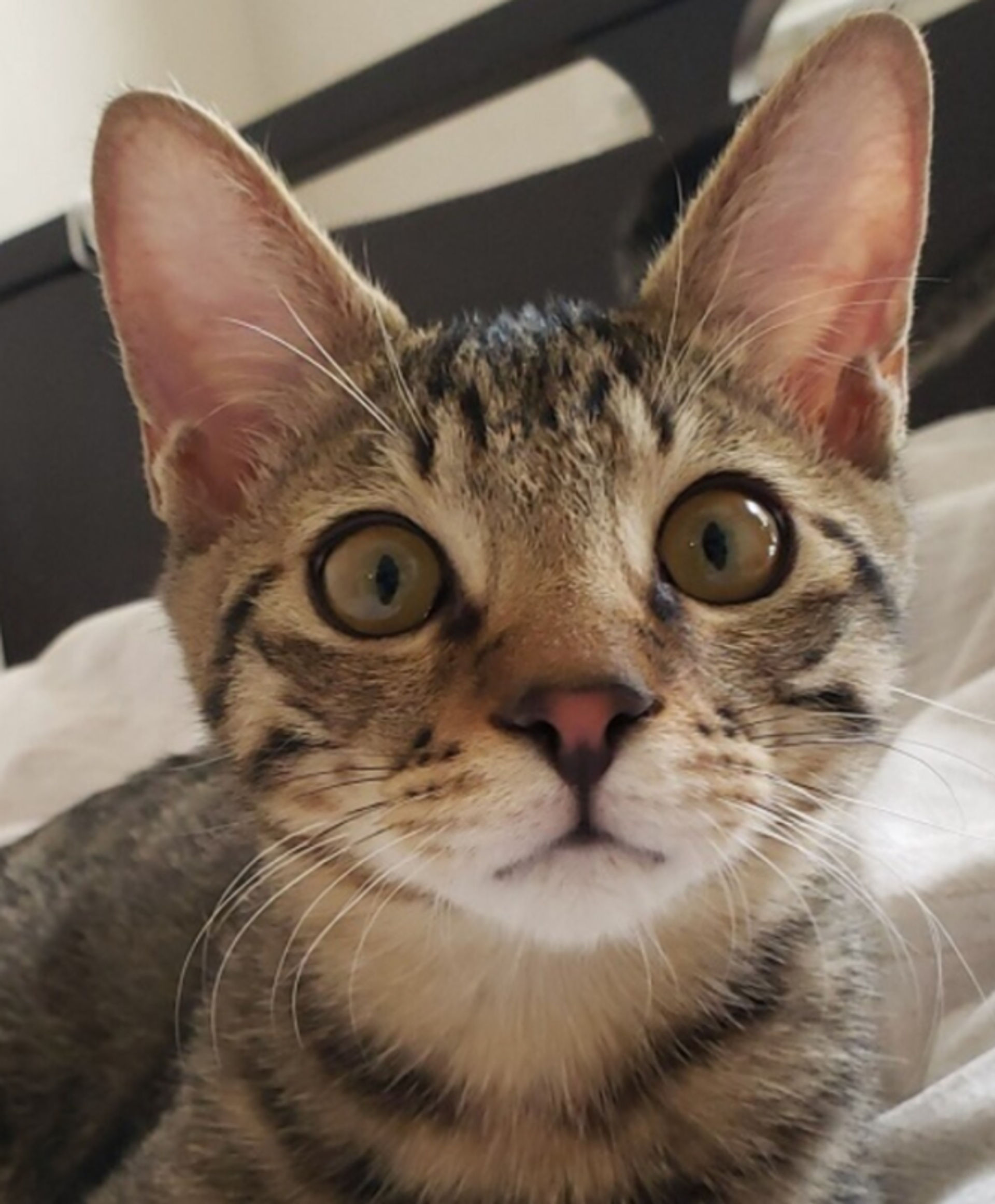 雑種（ミックス猫）・オスの里親募集の写真