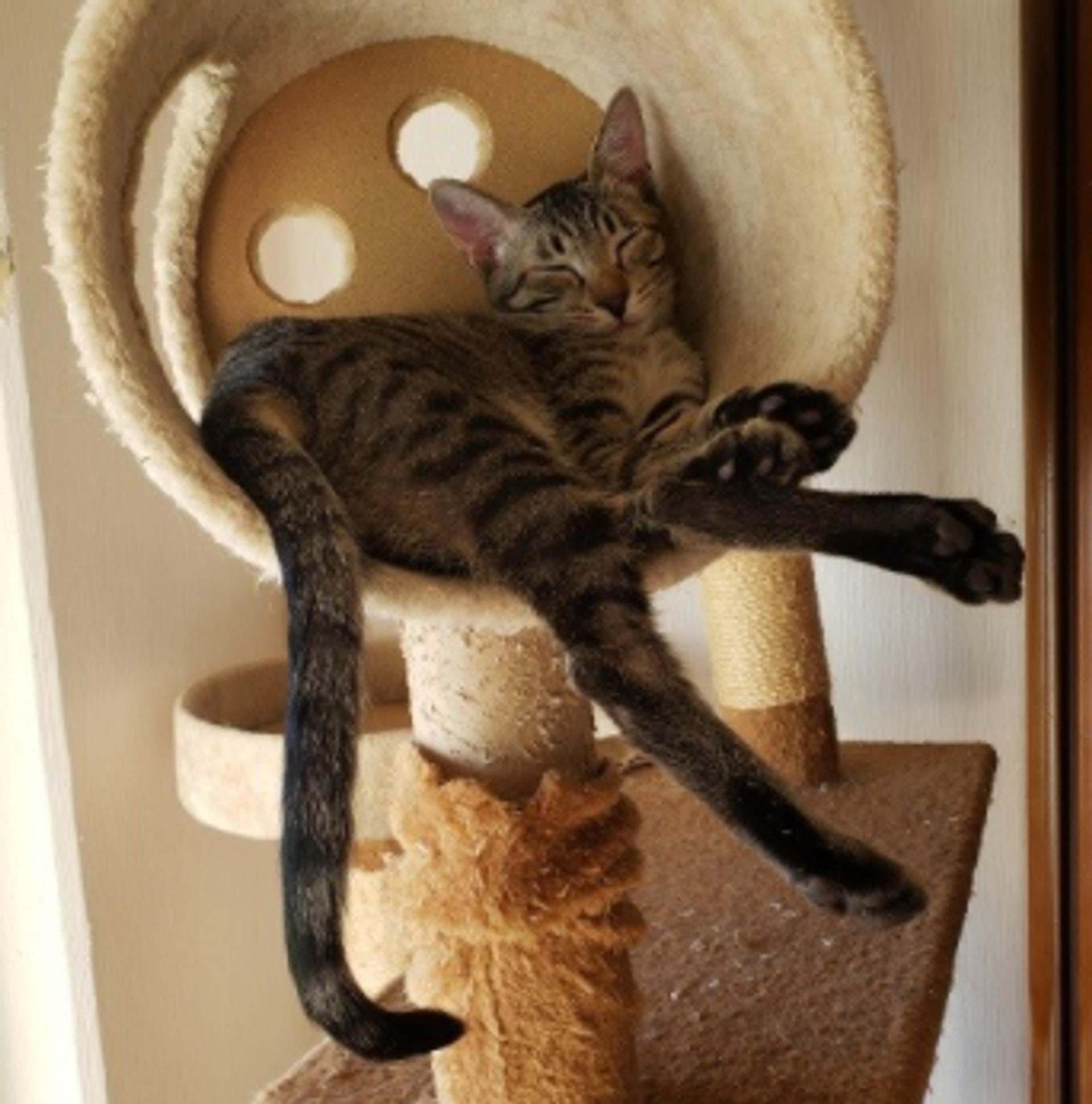 pet-image-3