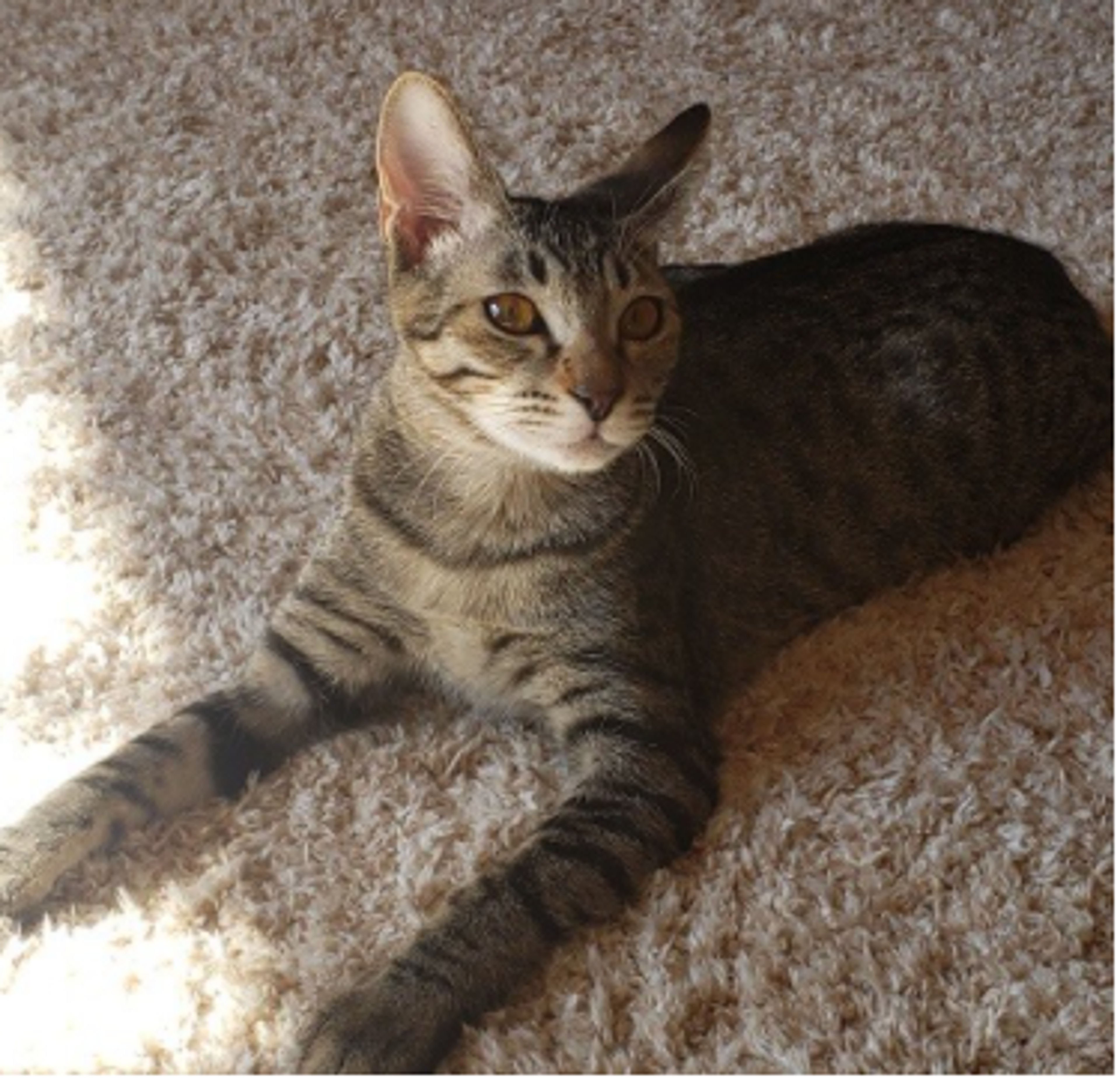 pet-image-4