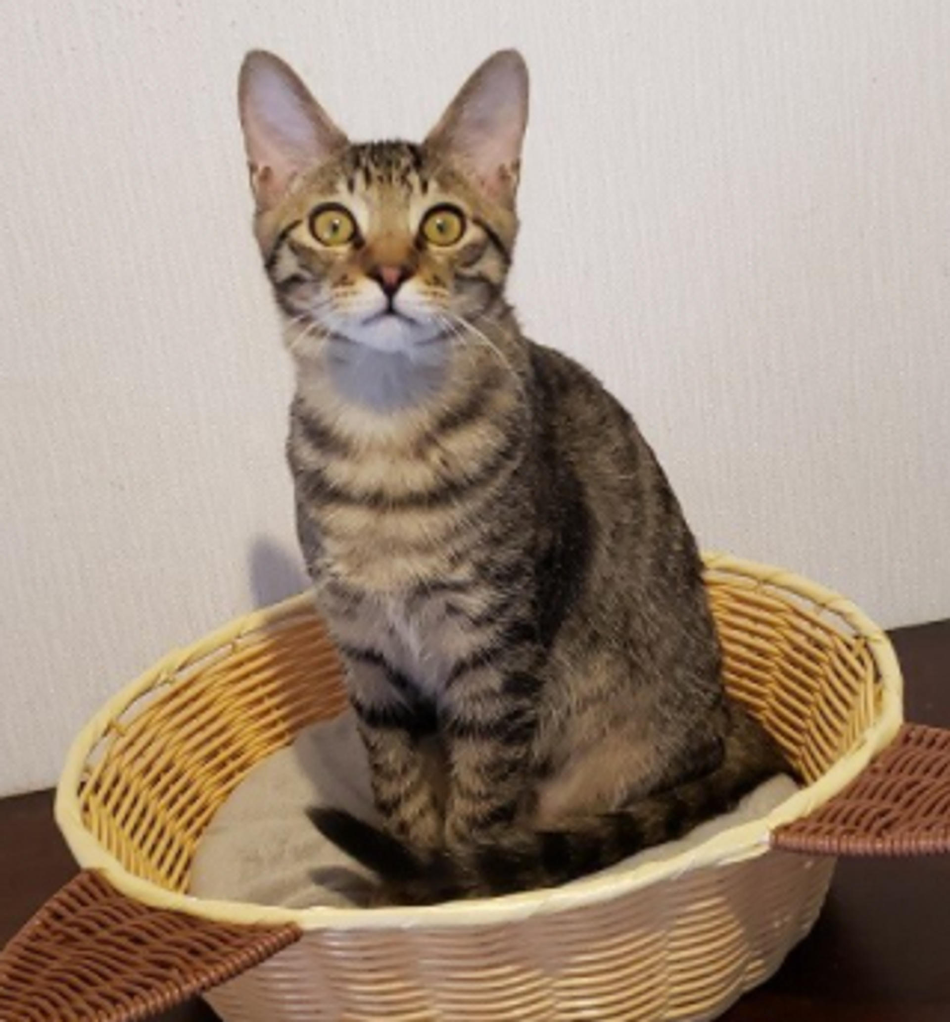 pet-image-5