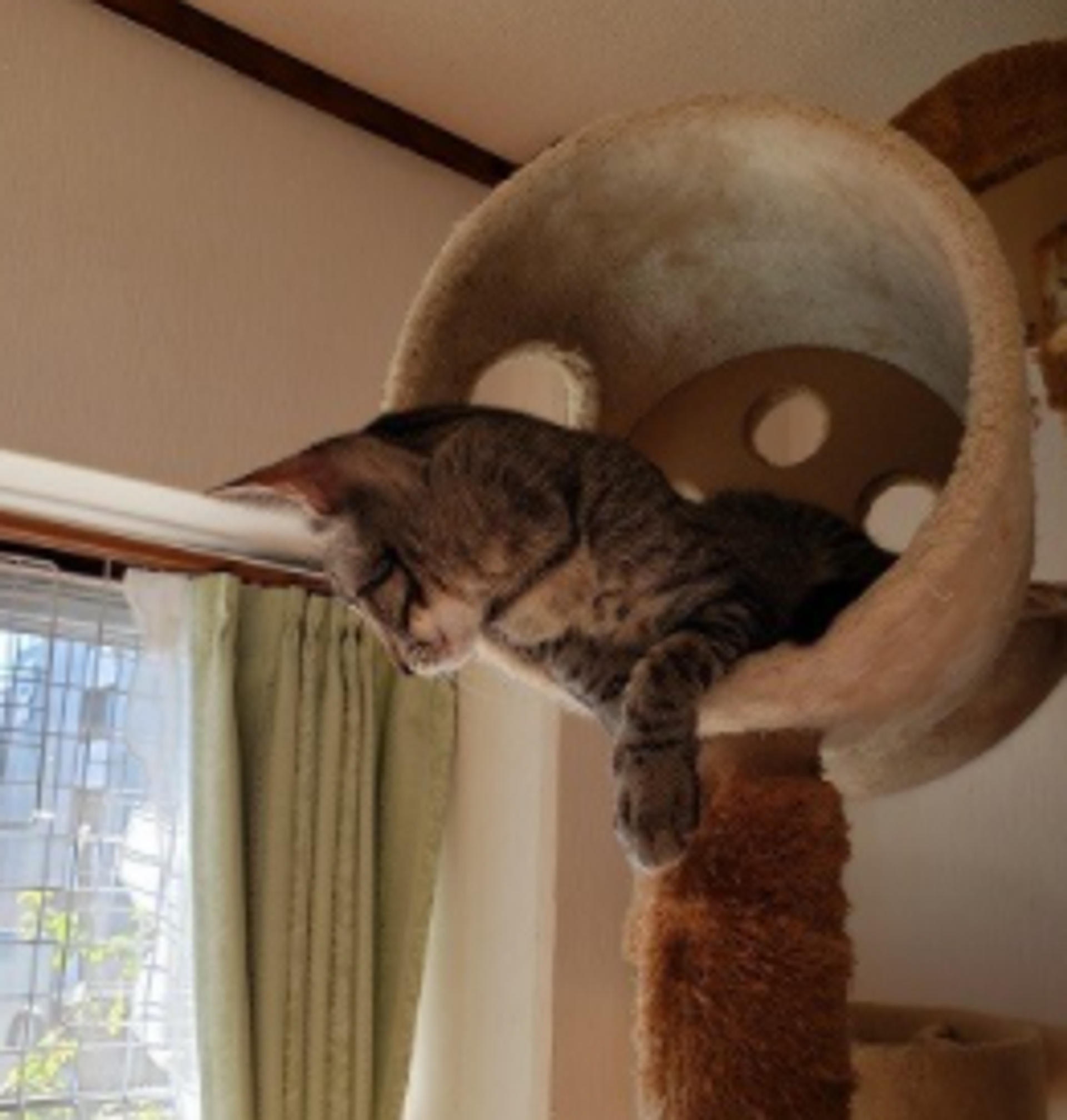 pet-image-6