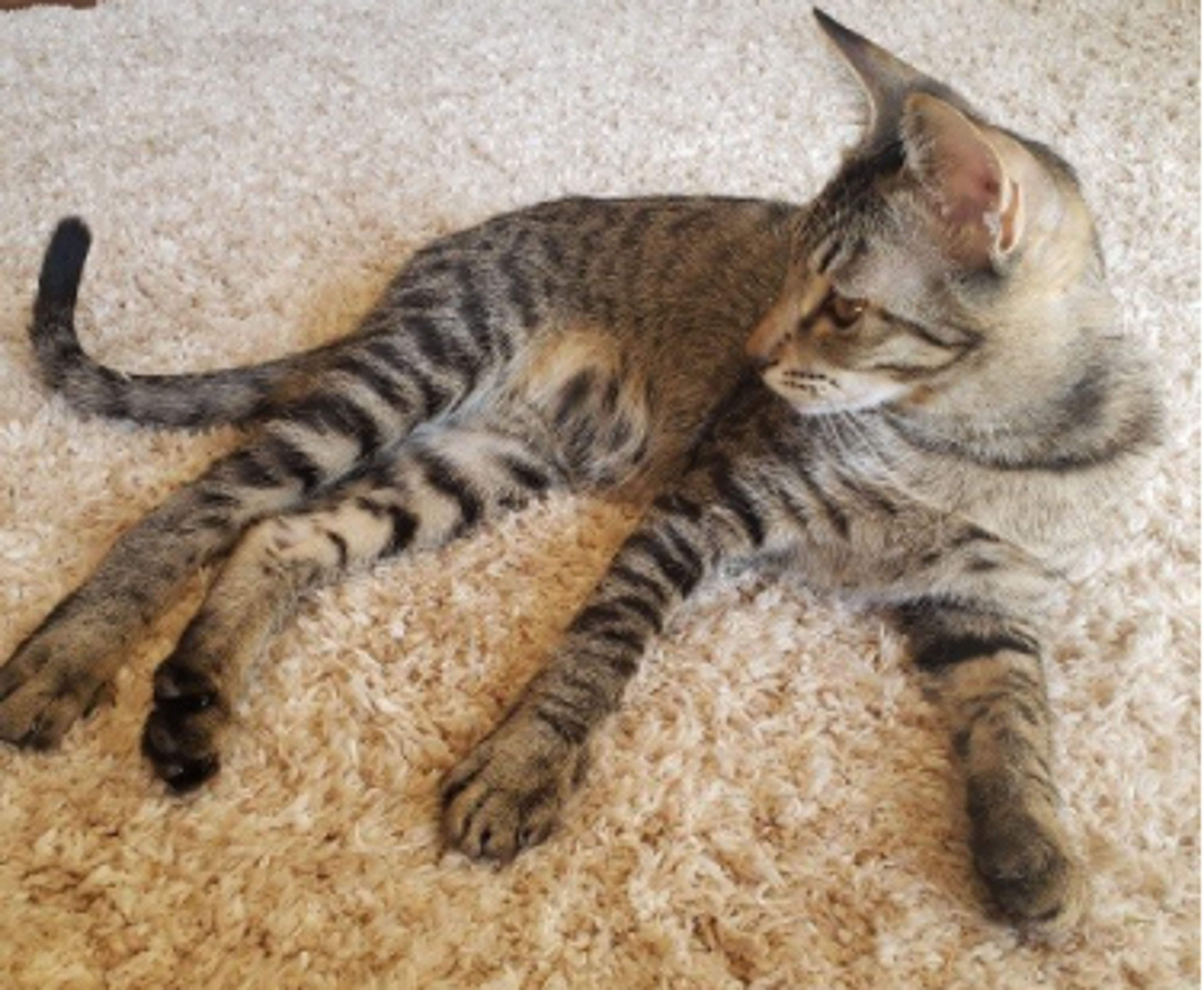pet-image-7