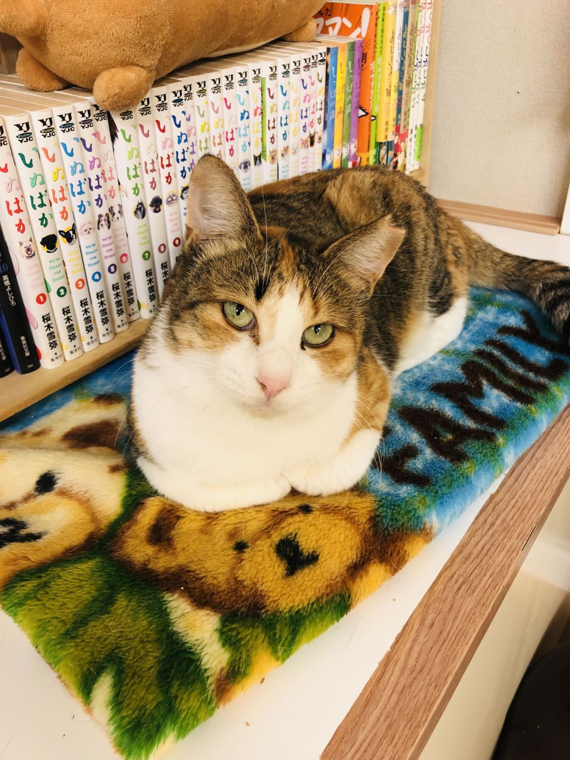 雑種（ミックス猫）・メスの里親募集の写真