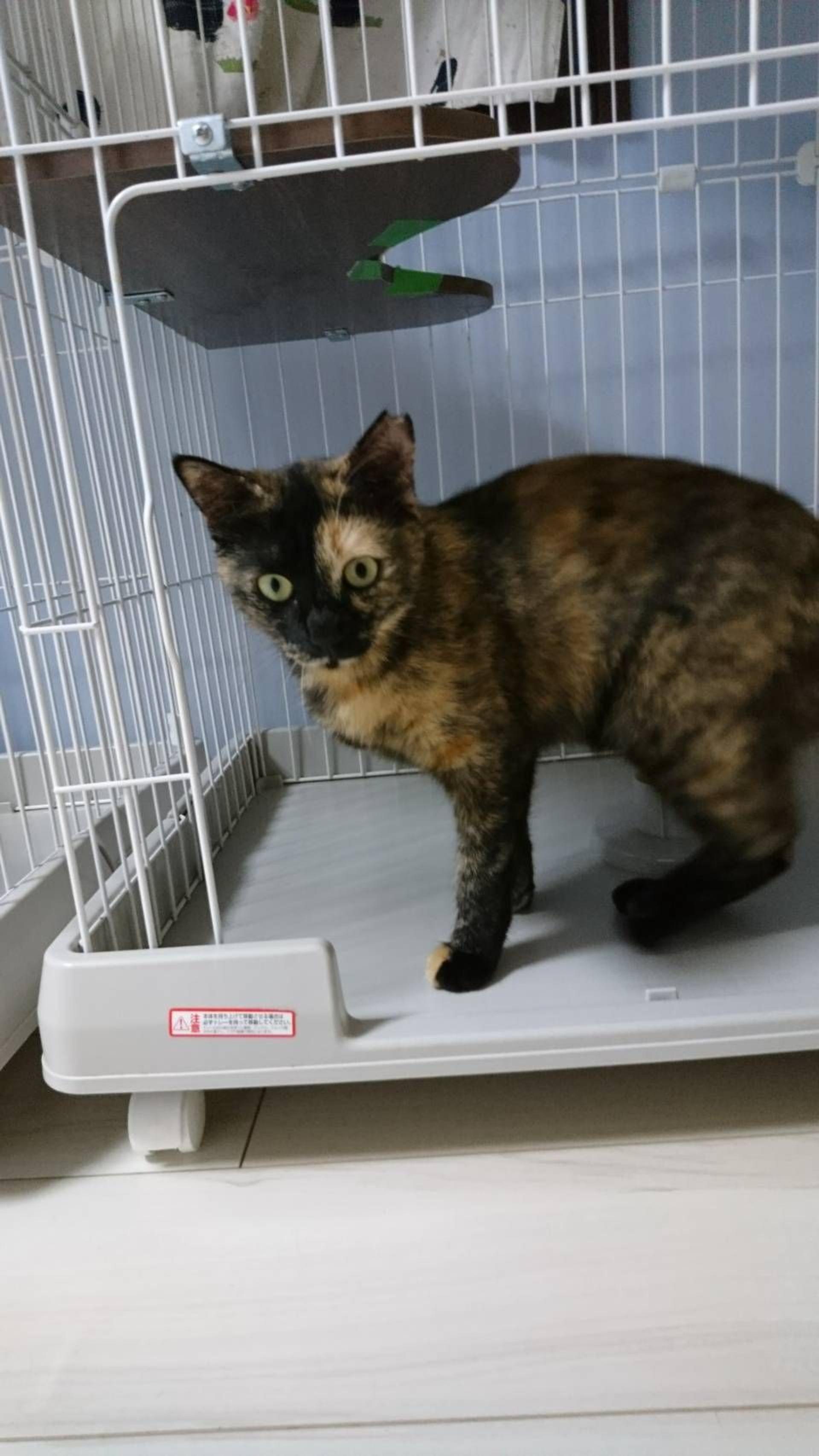 pet-image-4