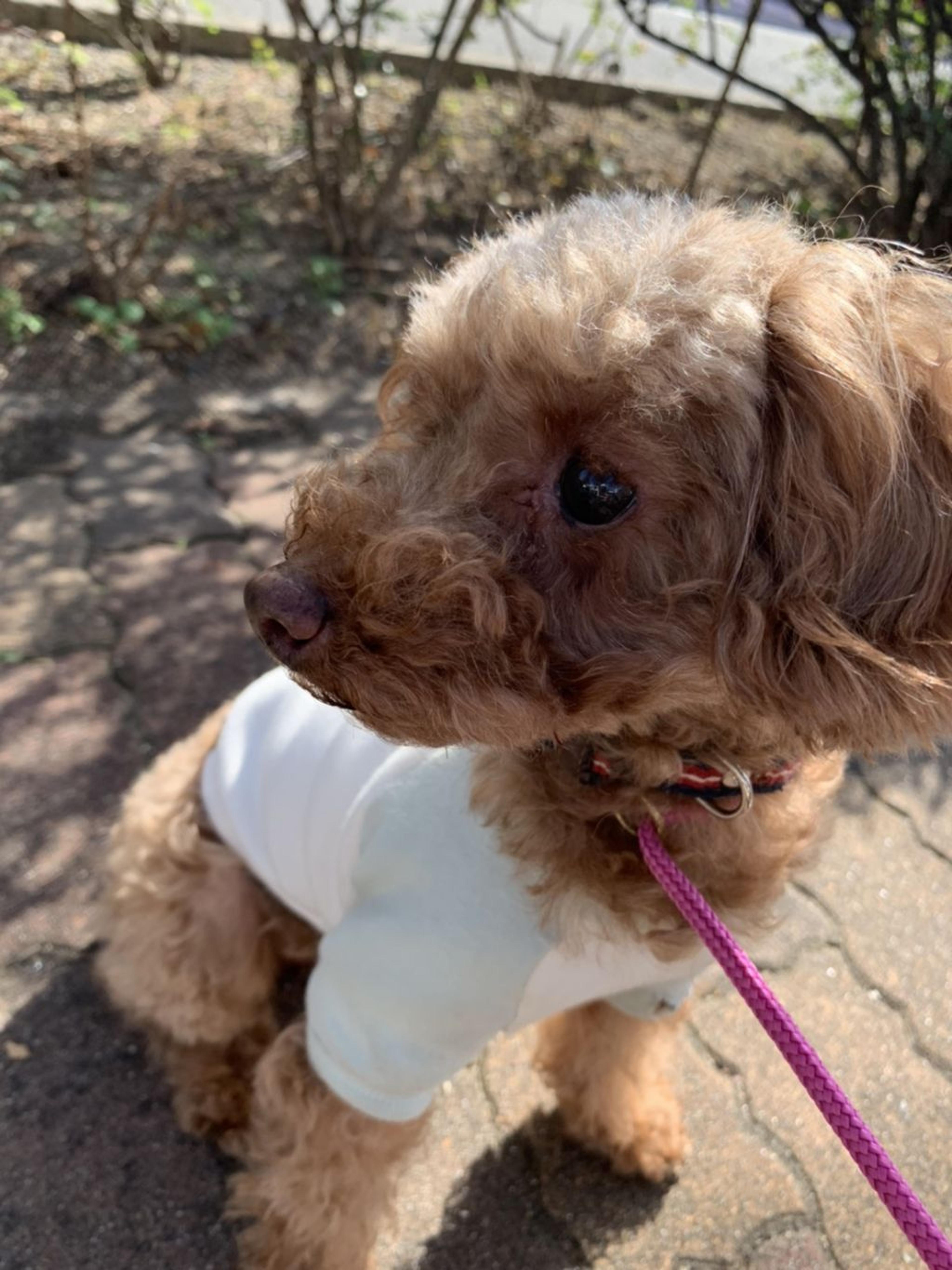 pet-image-2