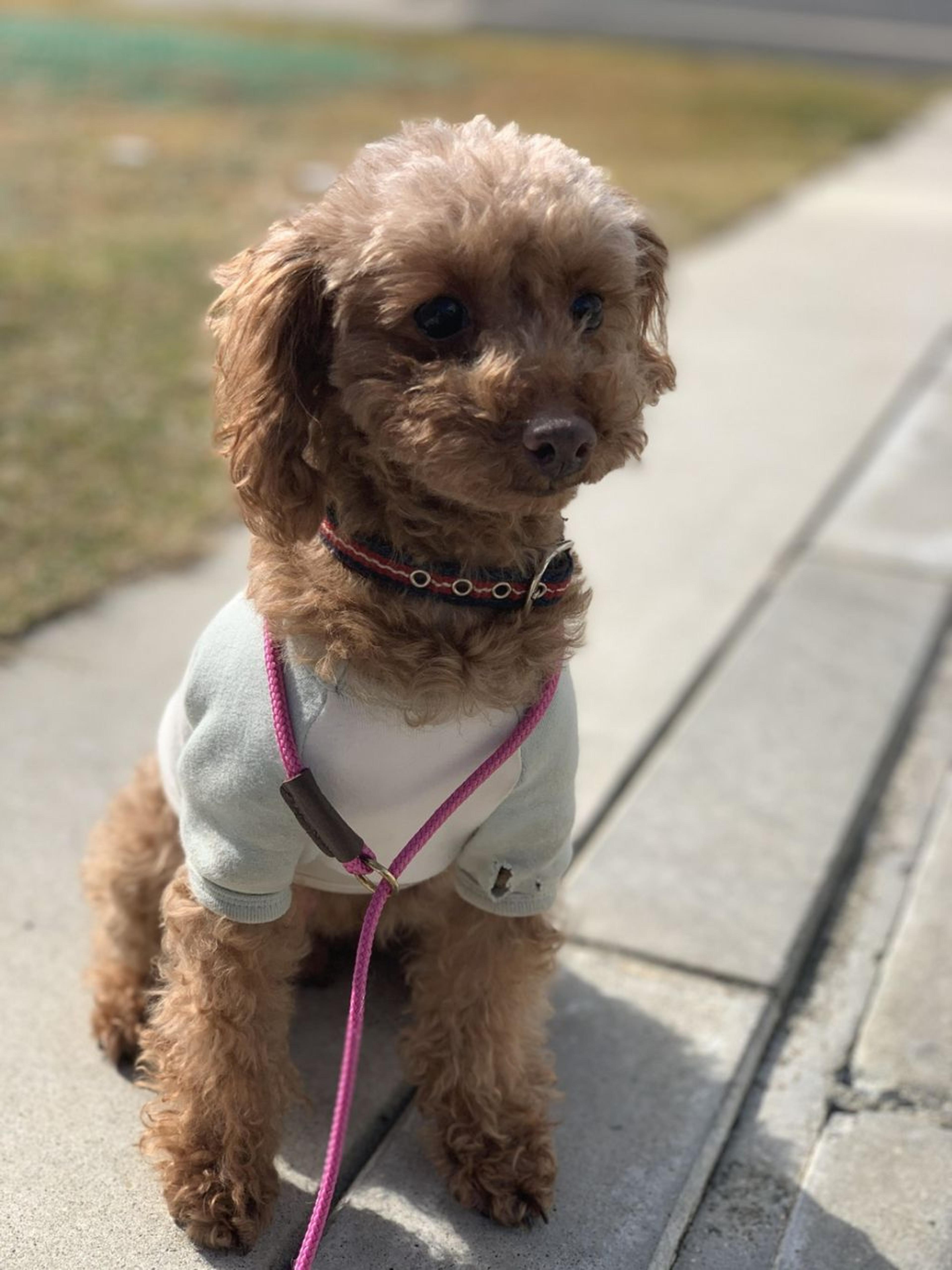 pet-image-3