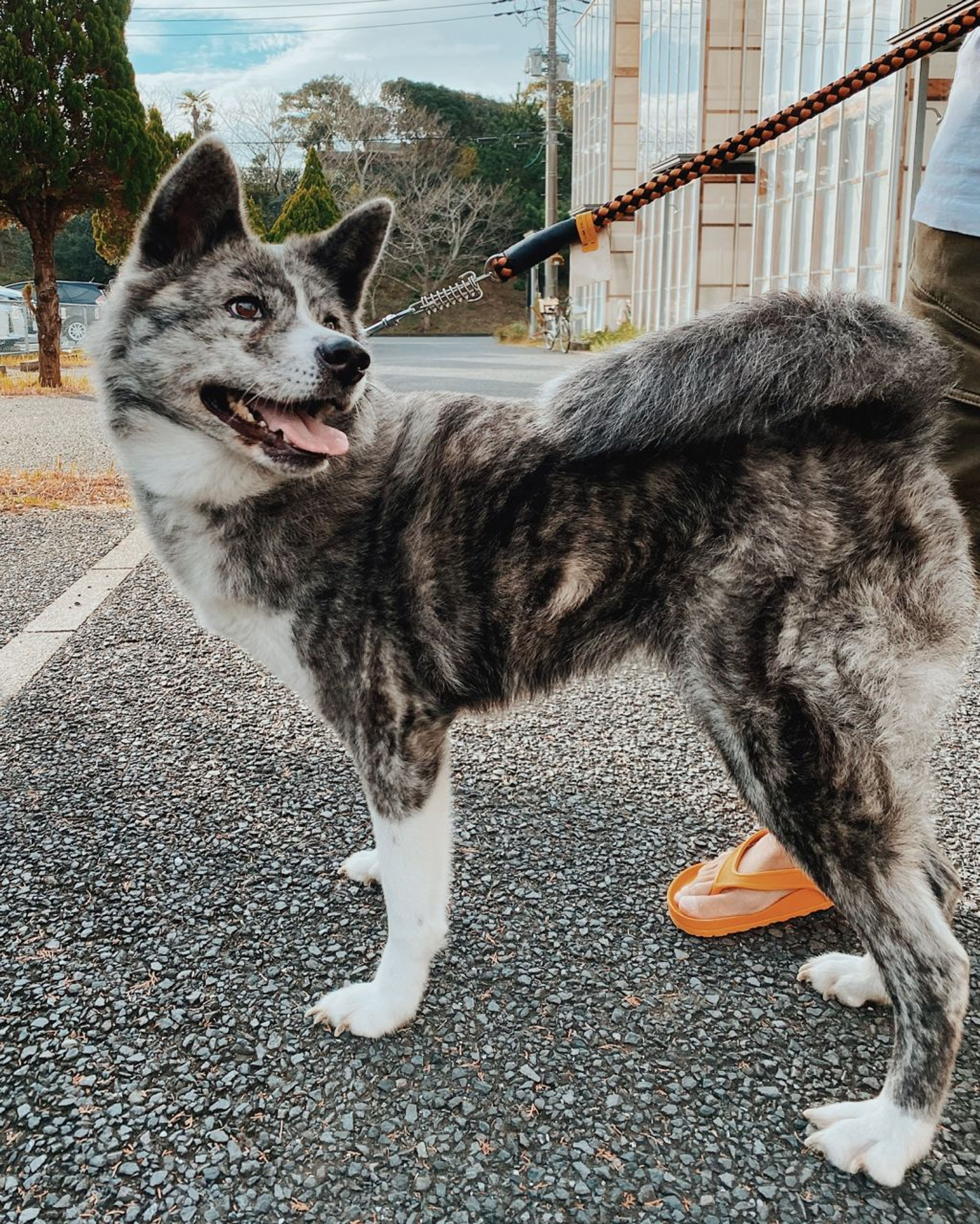 秋田犬・メスの里親募集の写真