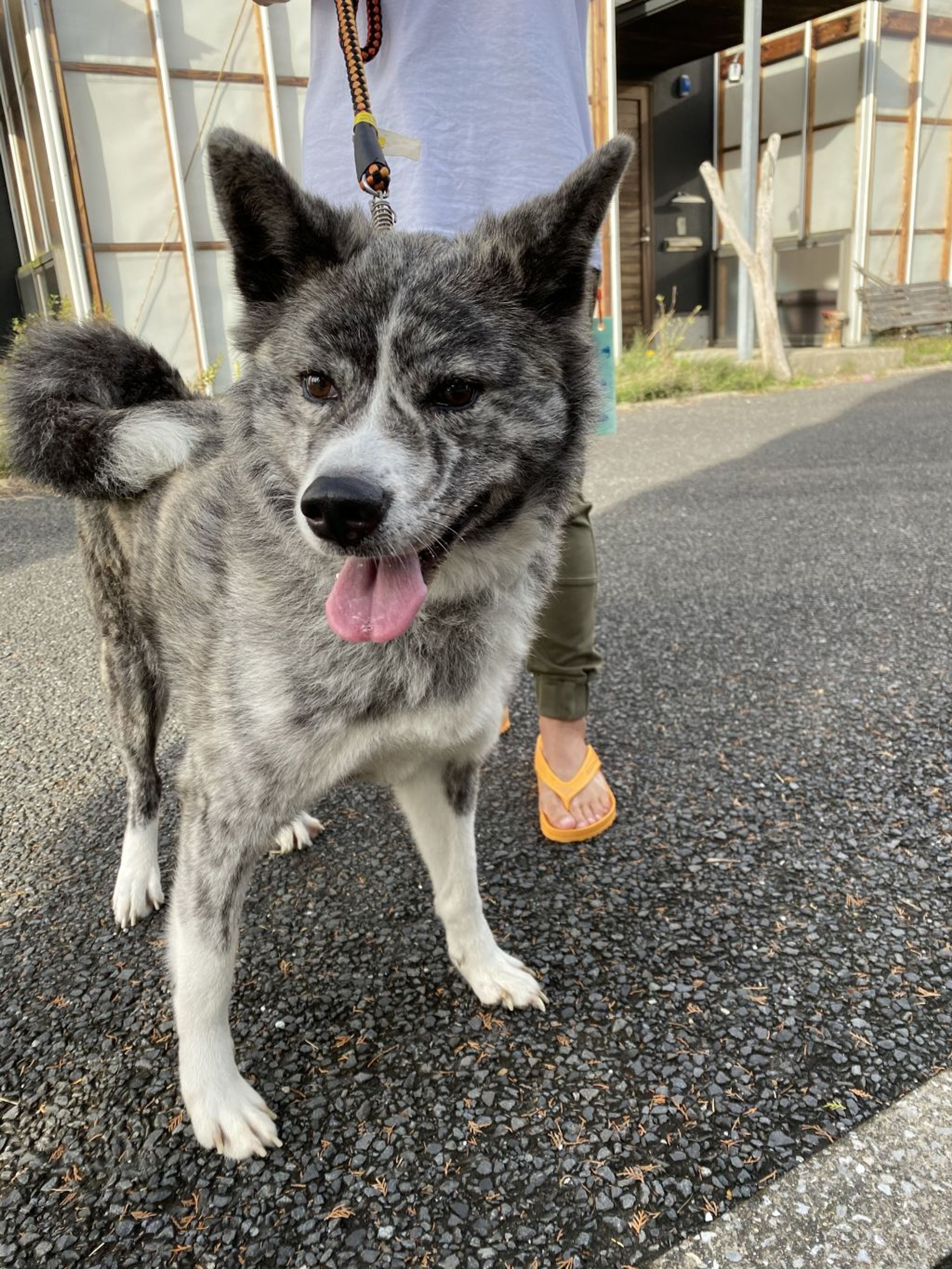 pet-image-2