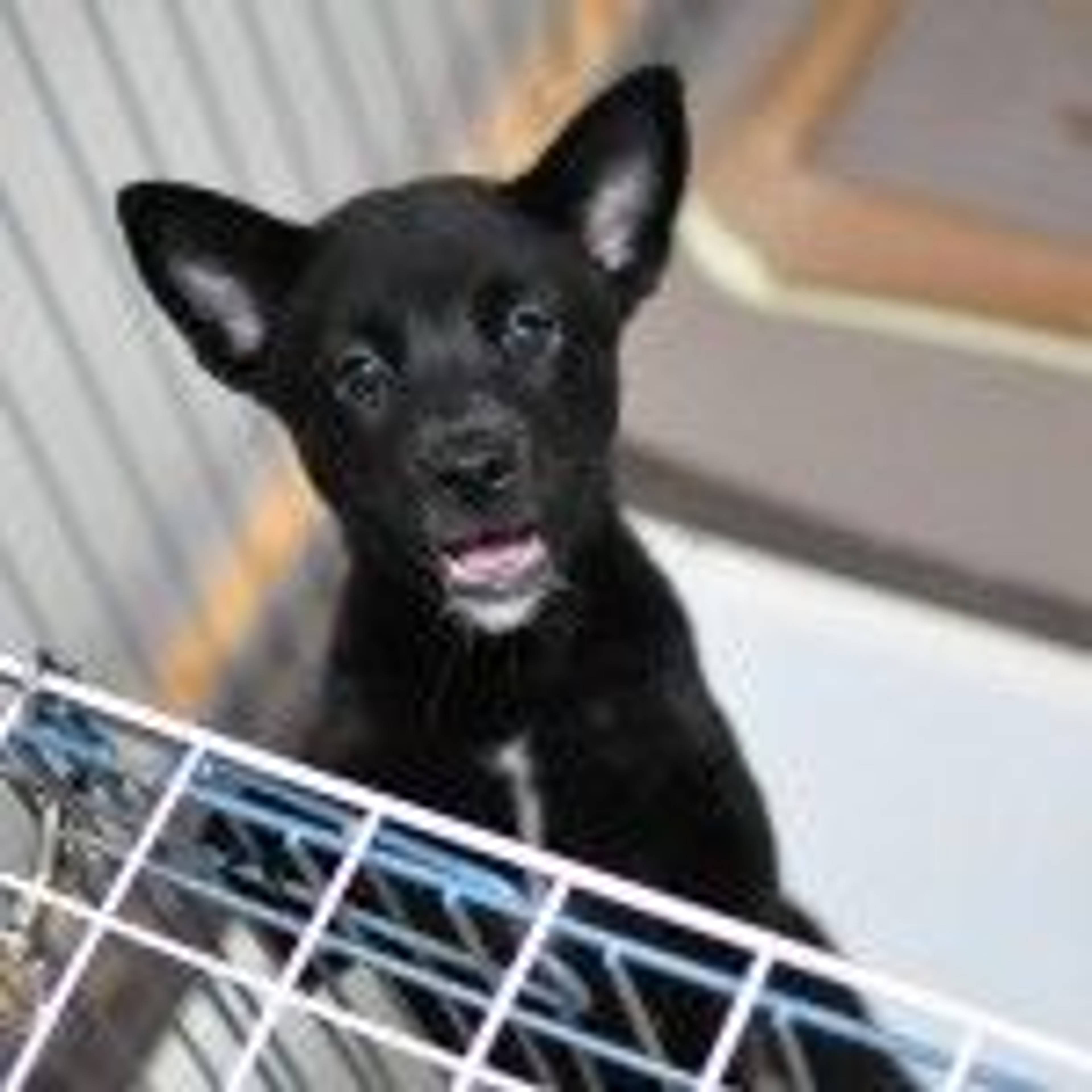 雑種（ミックス犬）・メスの里親募集の写真