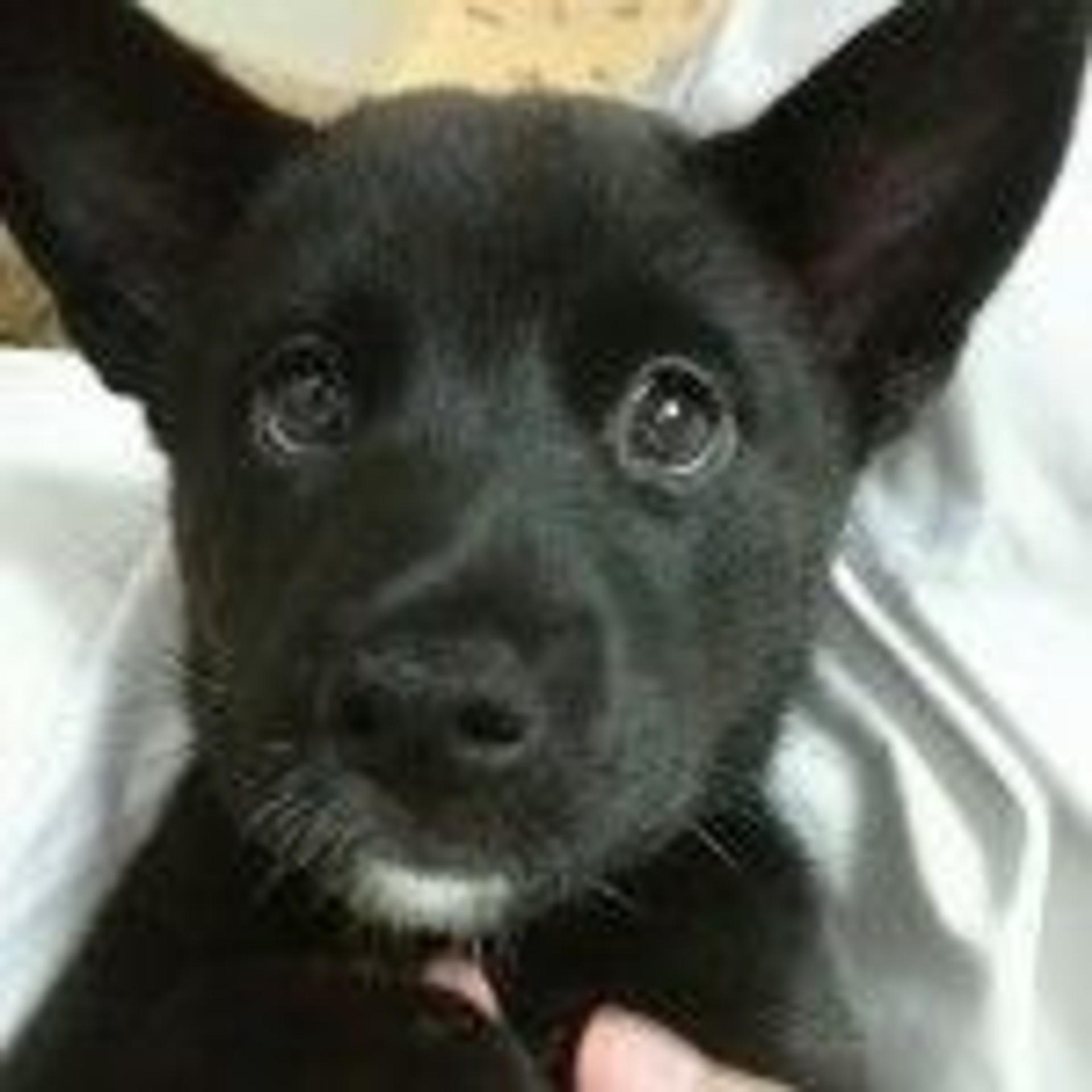 pet-image-2