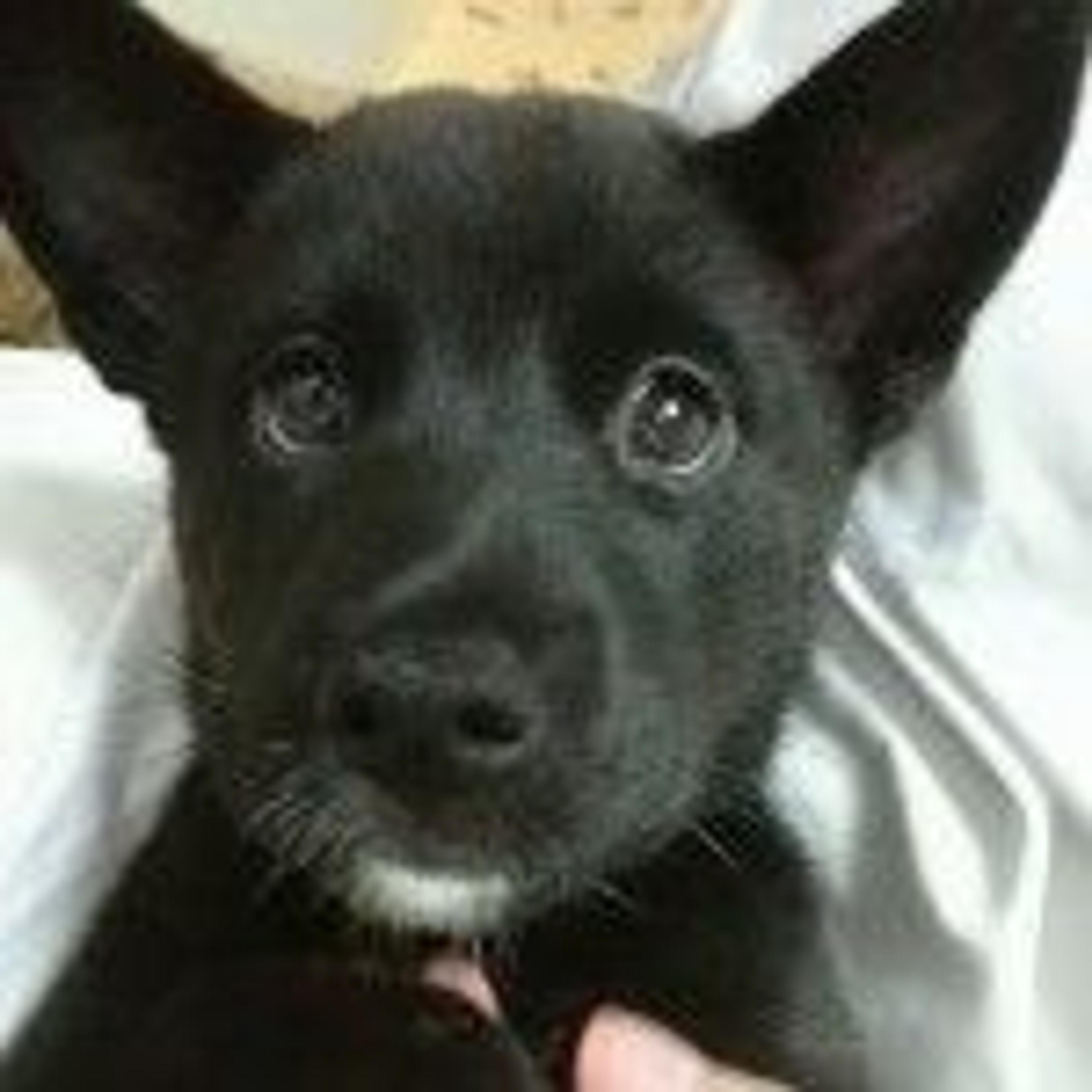 pet-image-2