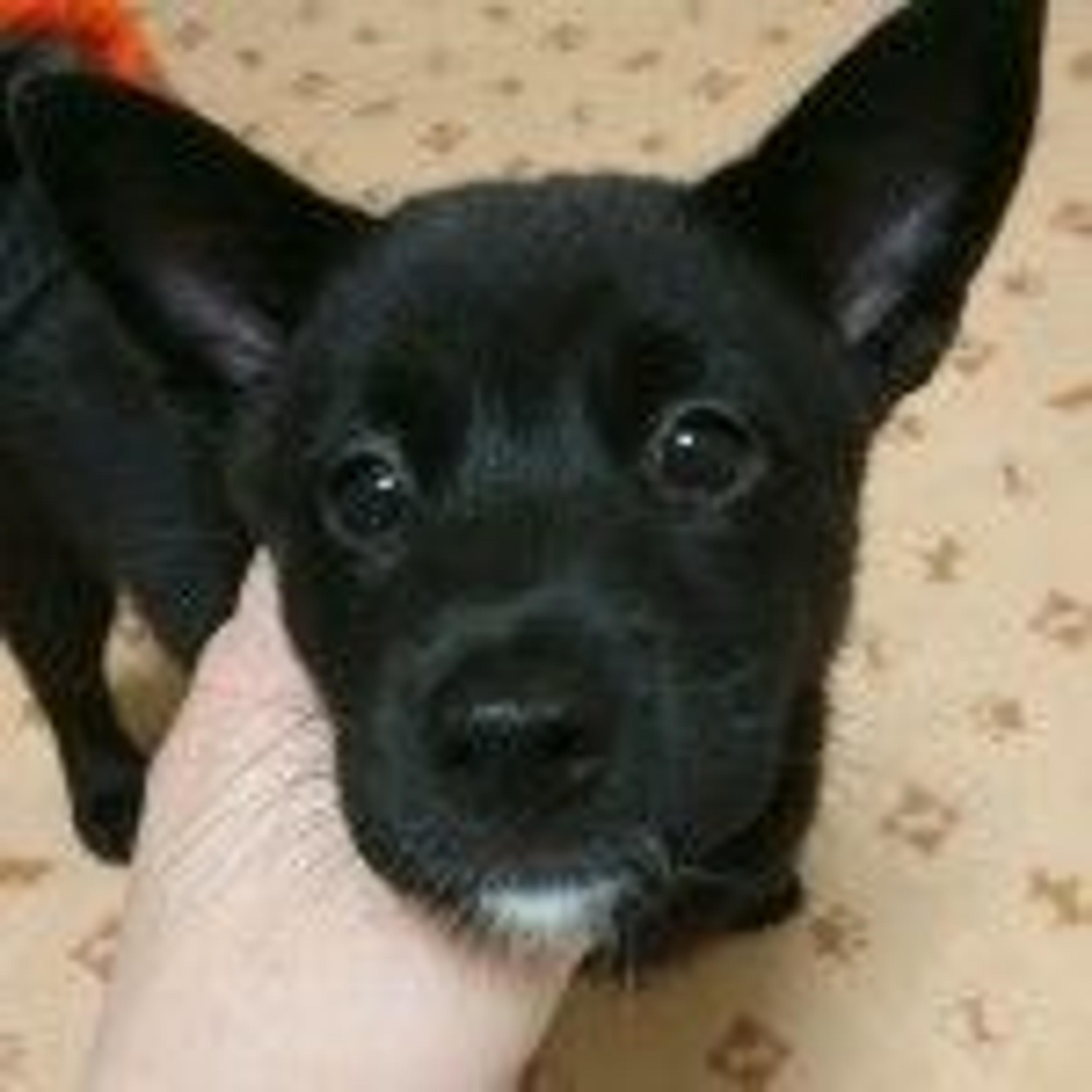 pet-image-3