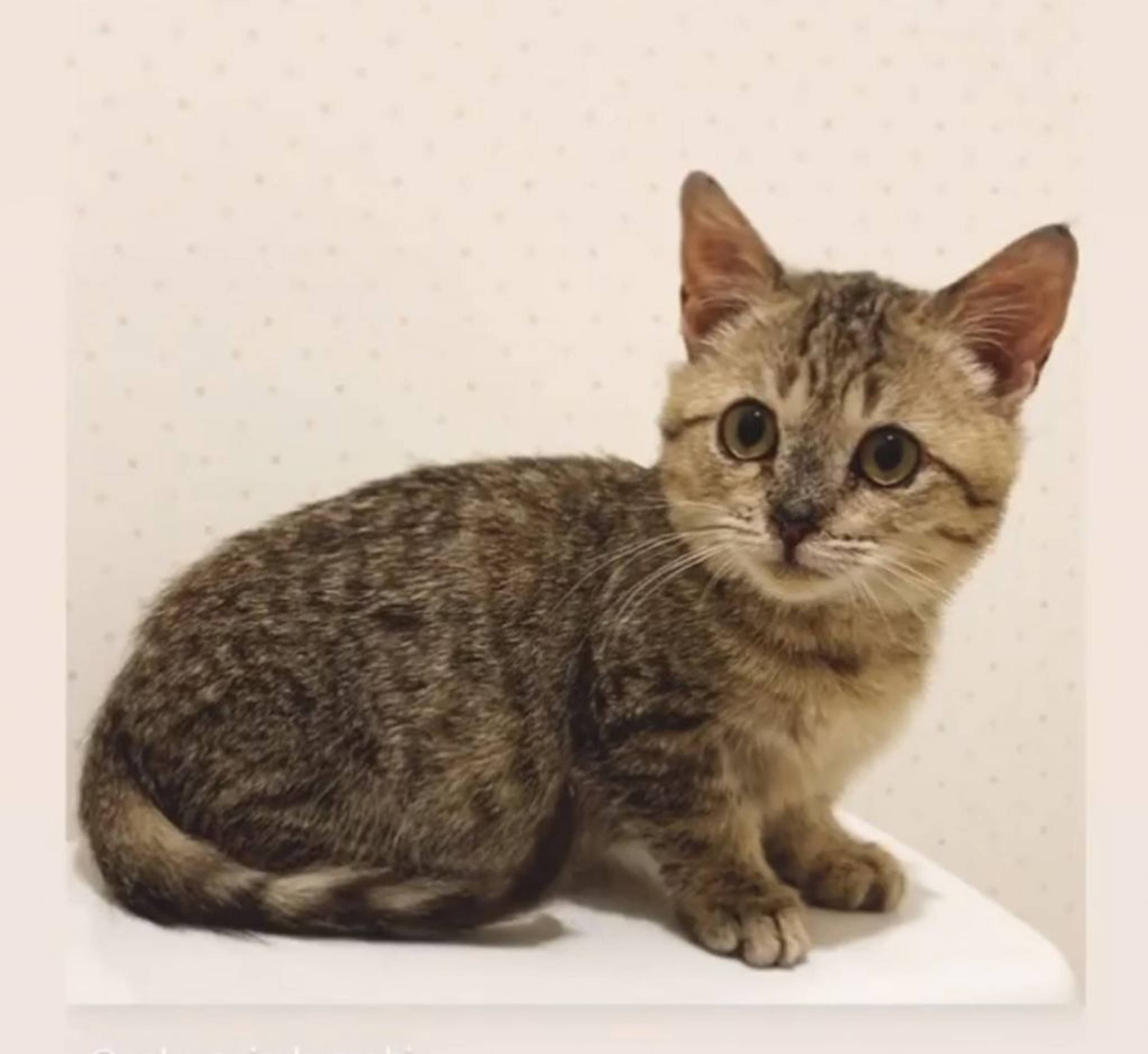 マンチカン・オスの里親募集の写真