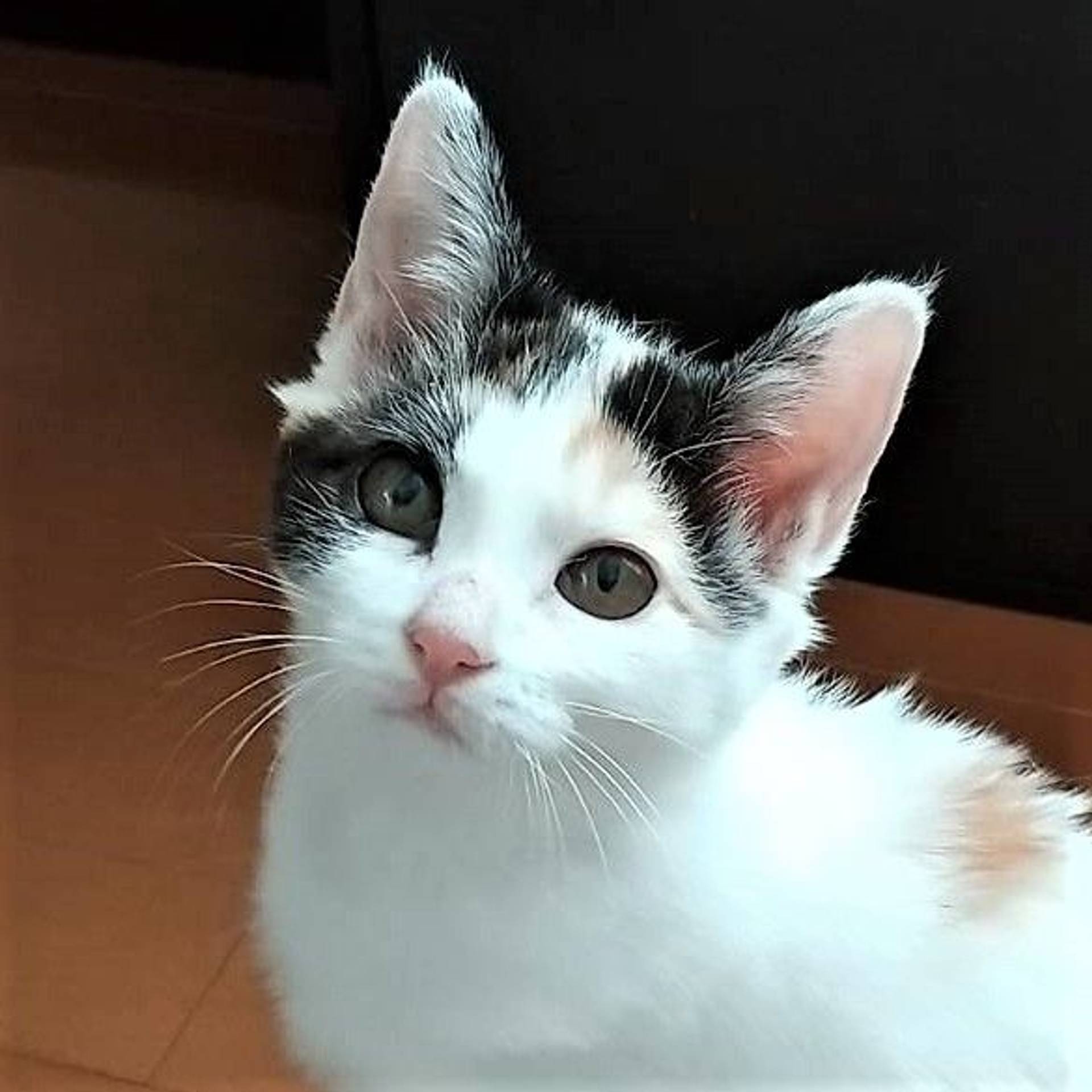 雑種（ミックス猫）・メスの里親募集の写真